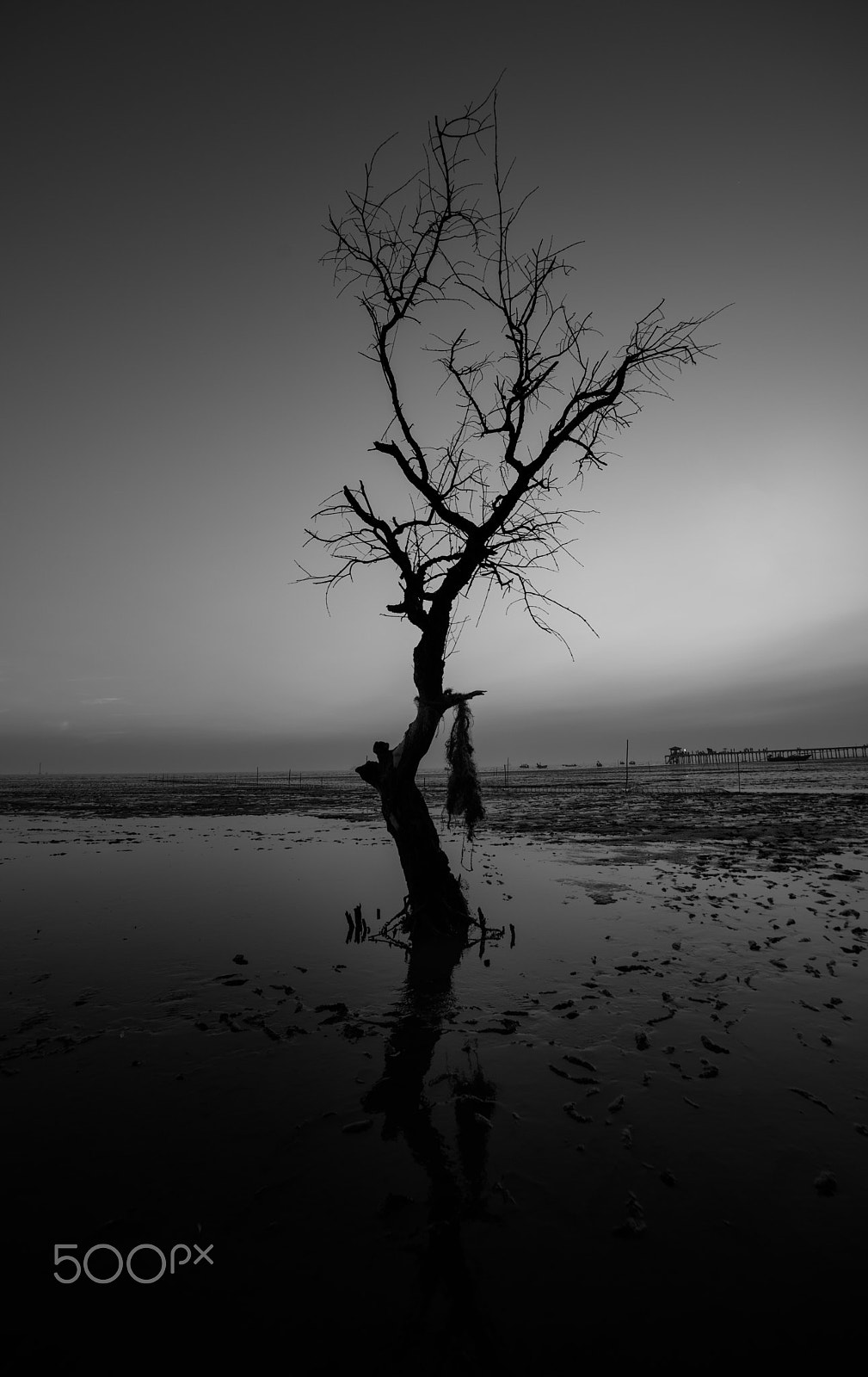 Samyang 14mm F2.8 ED AS IF UMC sample photo. Tree alone photography