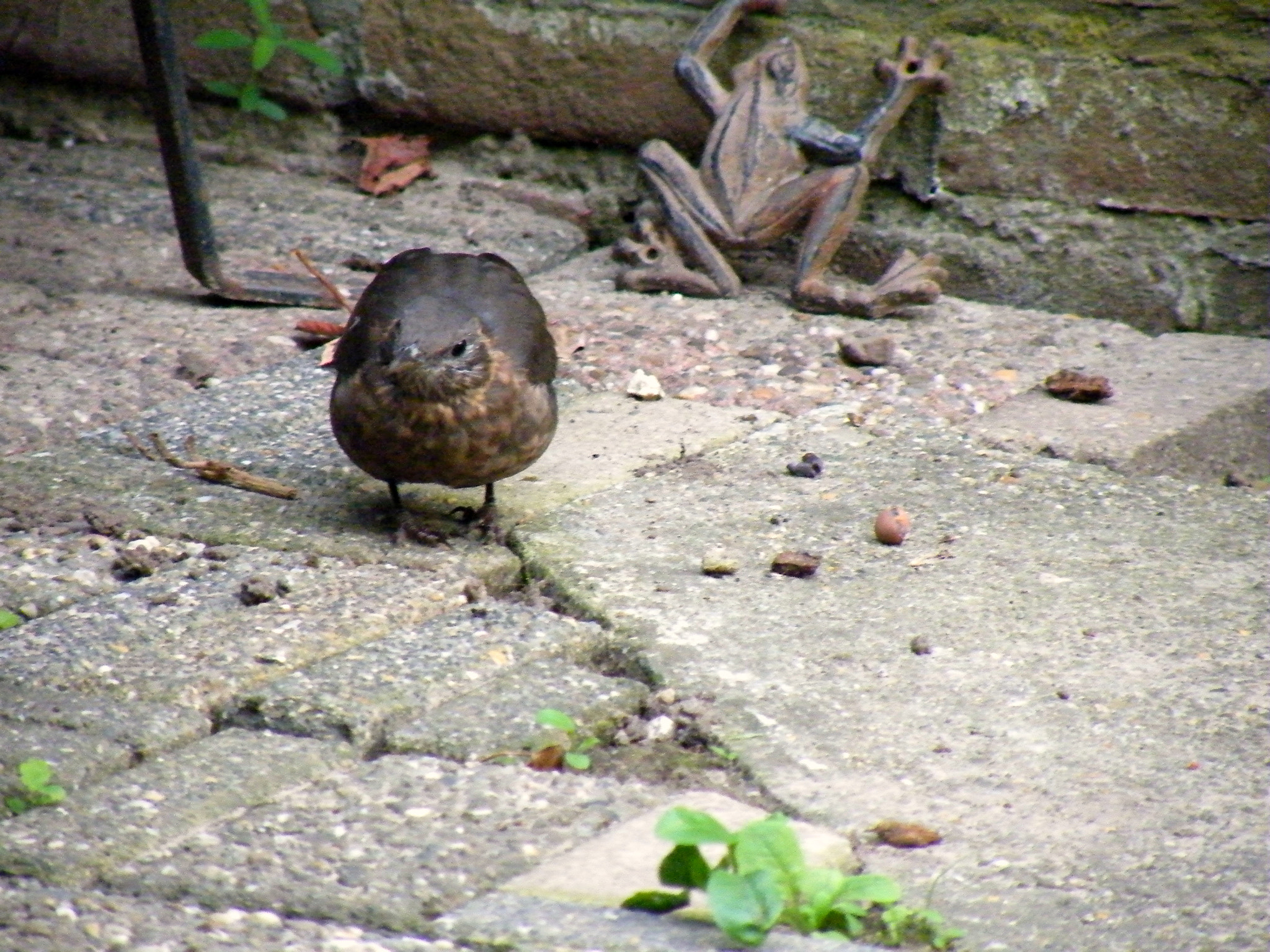 Fujifilm FinePix S8100fd sample photo. Bird and toad photography