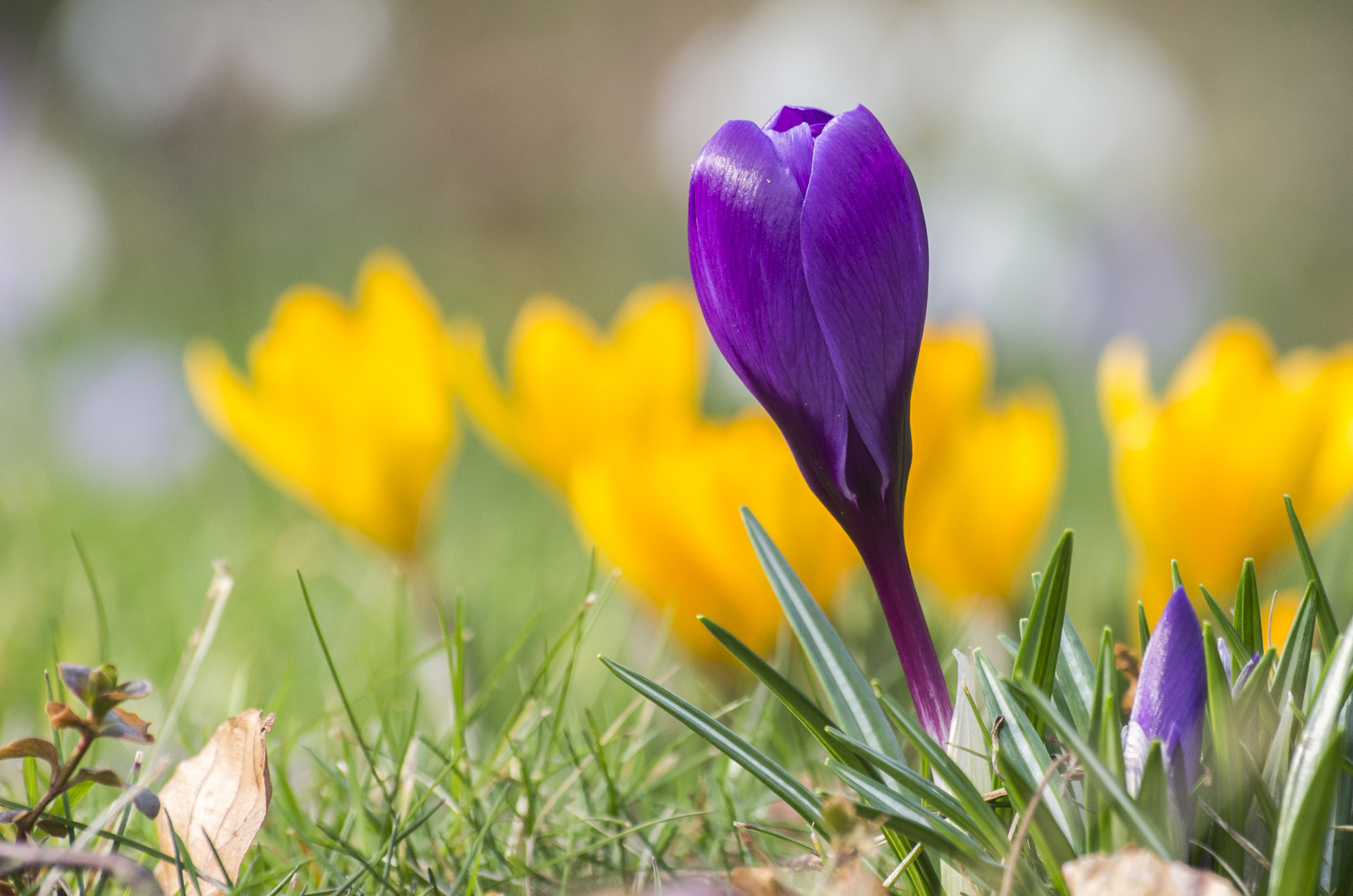 Pentax K-5 + Sigma sample photo. Purple 'n' yellow photography