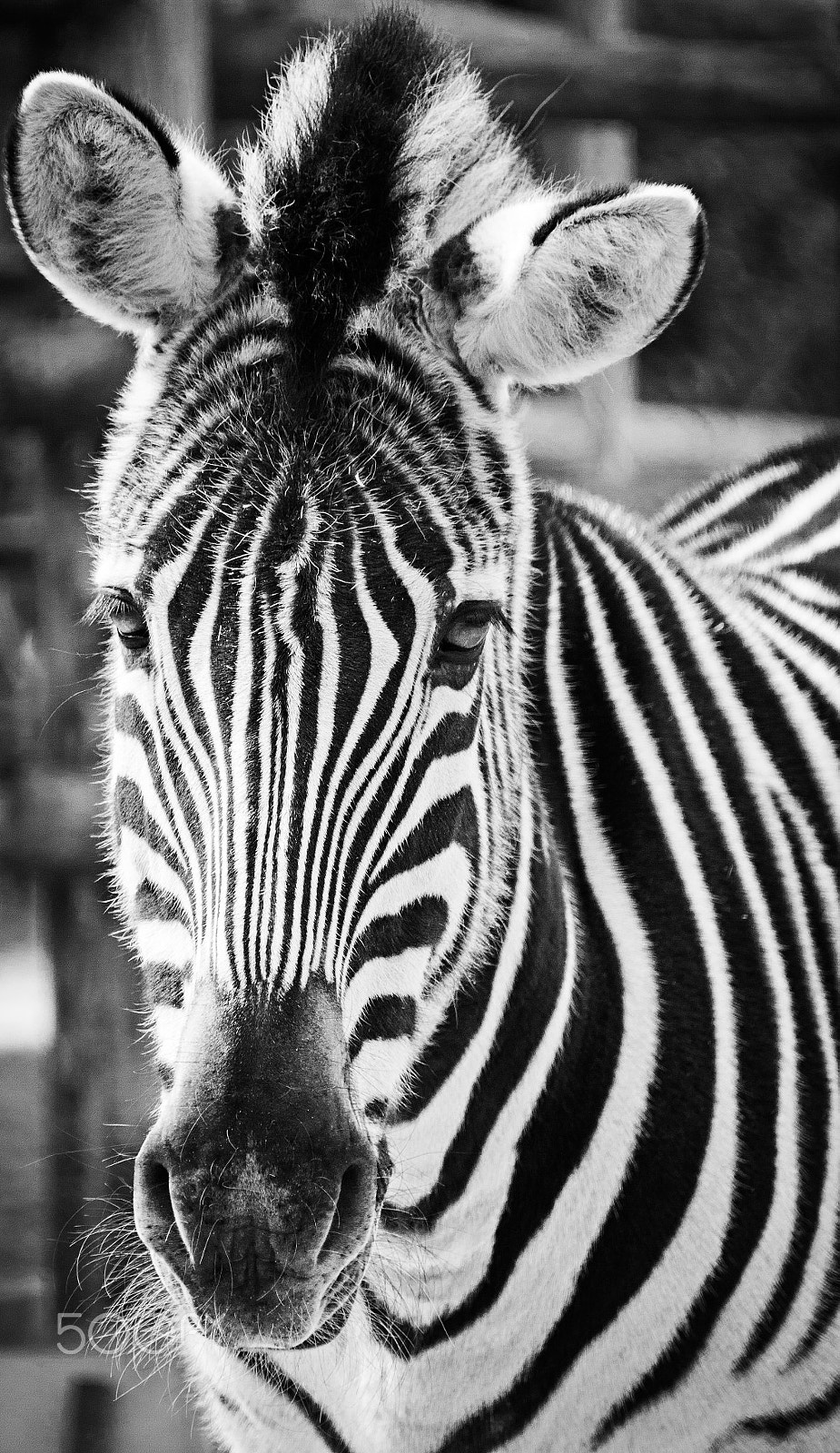 Canon EOS 50D sample photo. Zebra photography