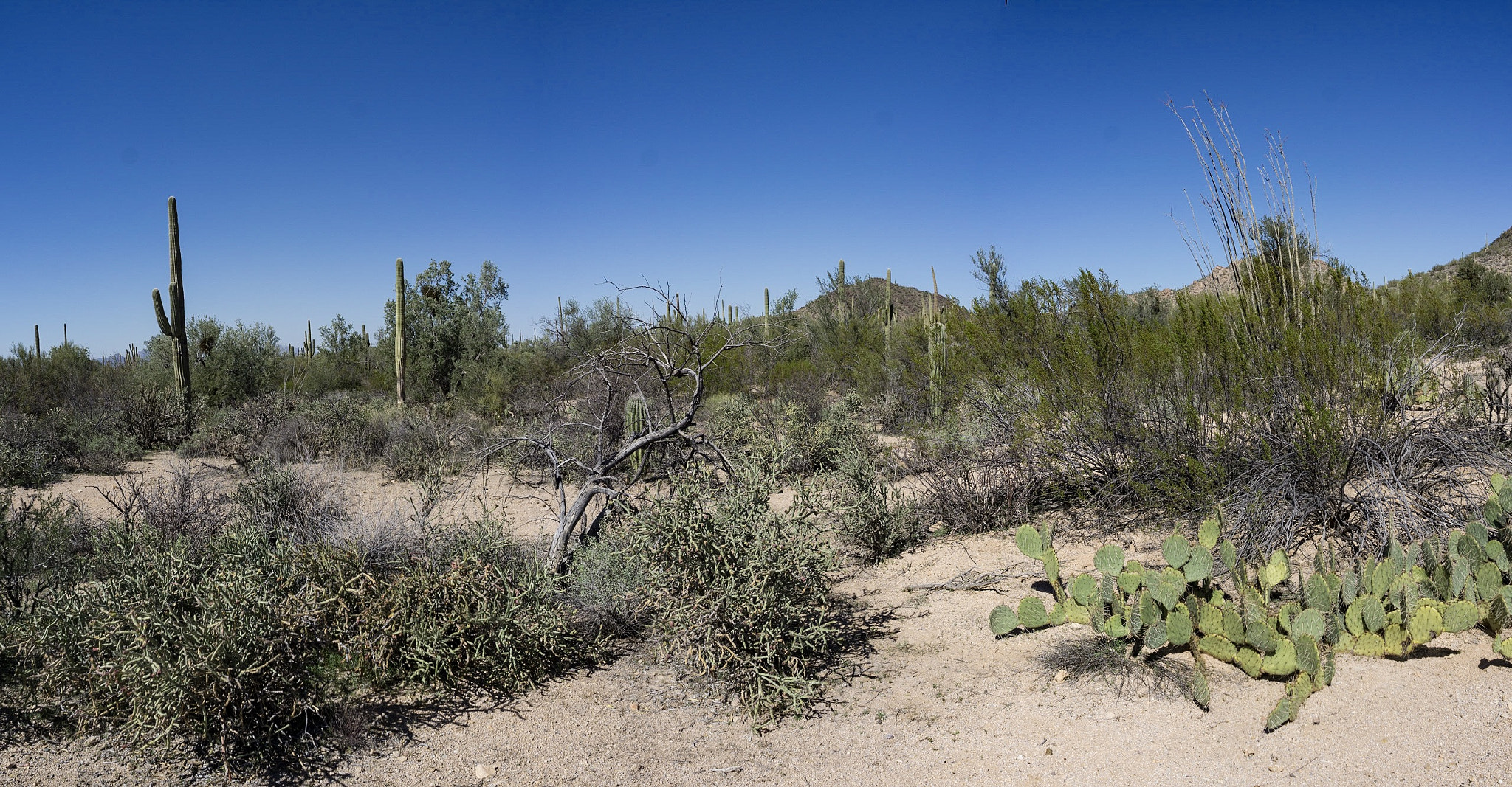 Sony a6000 + Sony E 18-55mm F3.5-5.6 OSS sample photo. Dsc2463a6000a saguaro national park ©2017 paul light photography
