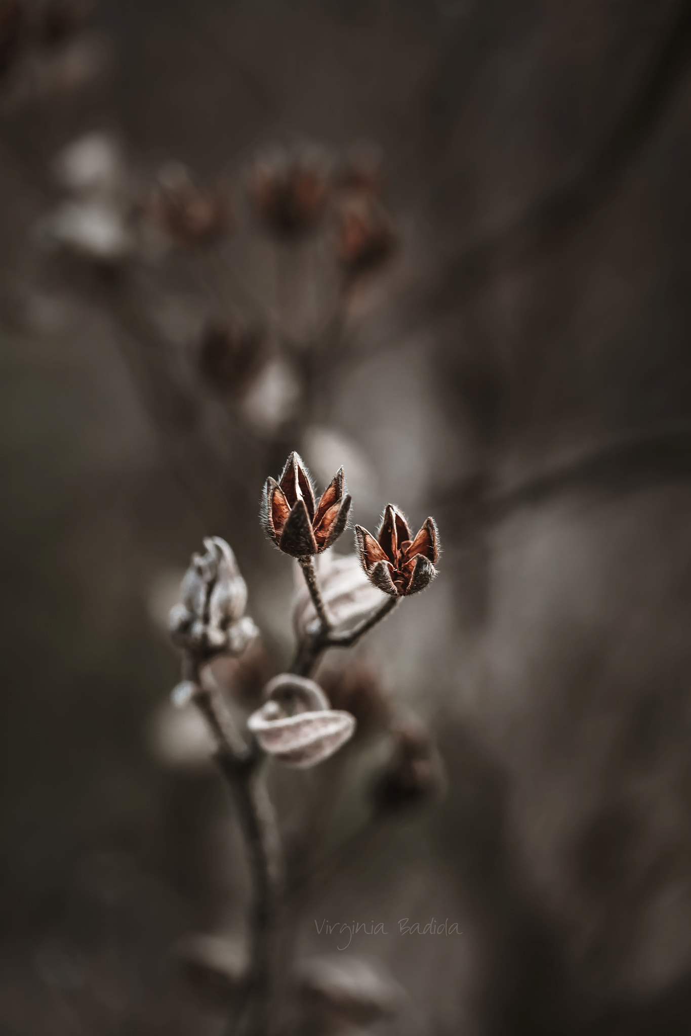 Canon EF-S 60mm F2.8 Macro USM sample photo. *** photography