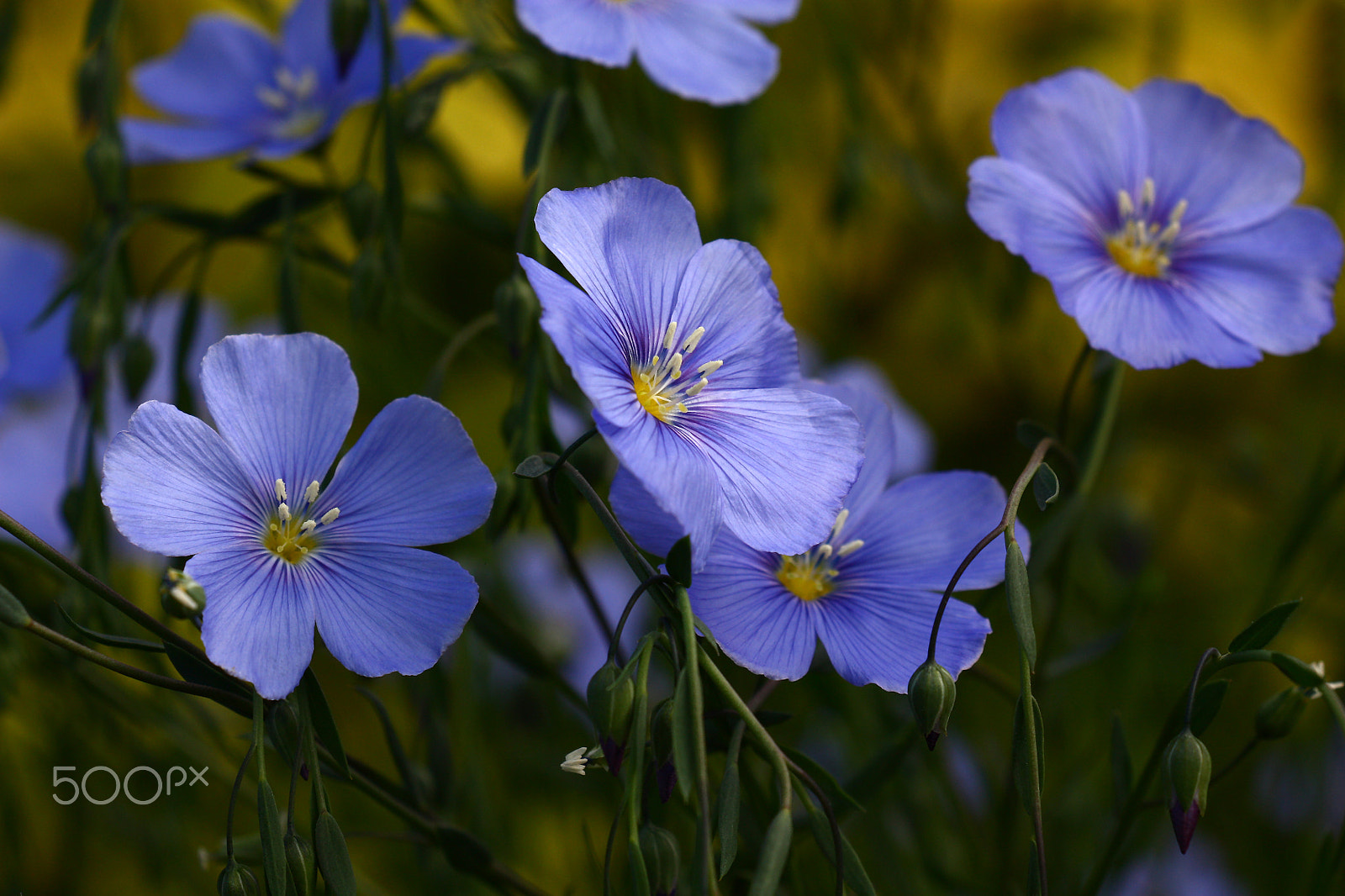 Canon EOS 450D (EOS Rebel XSi / EOS Kiss X2) sample photo. Blue flowers of flax. photography