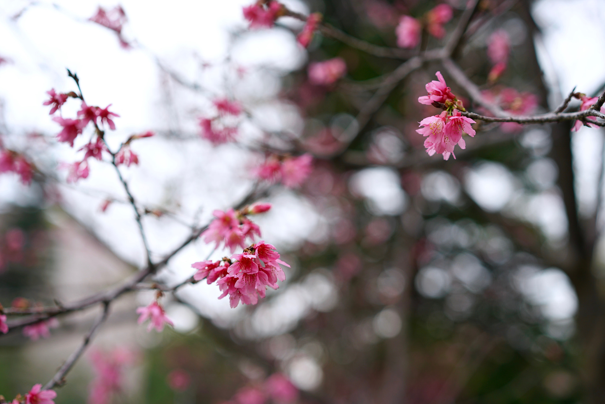 Sony a7R II + Sony Sonnar T* FE 55mm F1.8 ZA sample photo. 33299504676.jpg photography