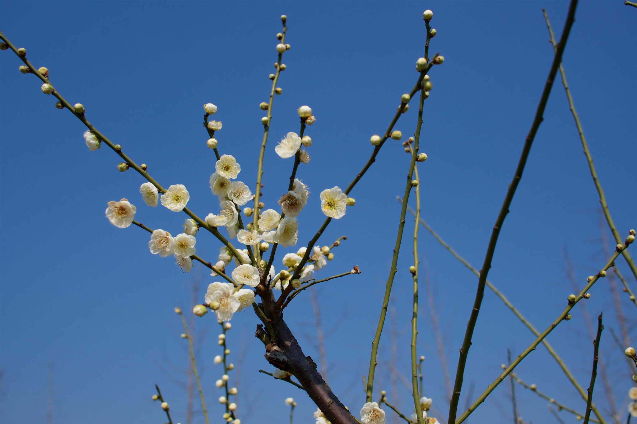 Sony Sonnar T* E 24mm F1.8 ZA sample photo. White plum photography