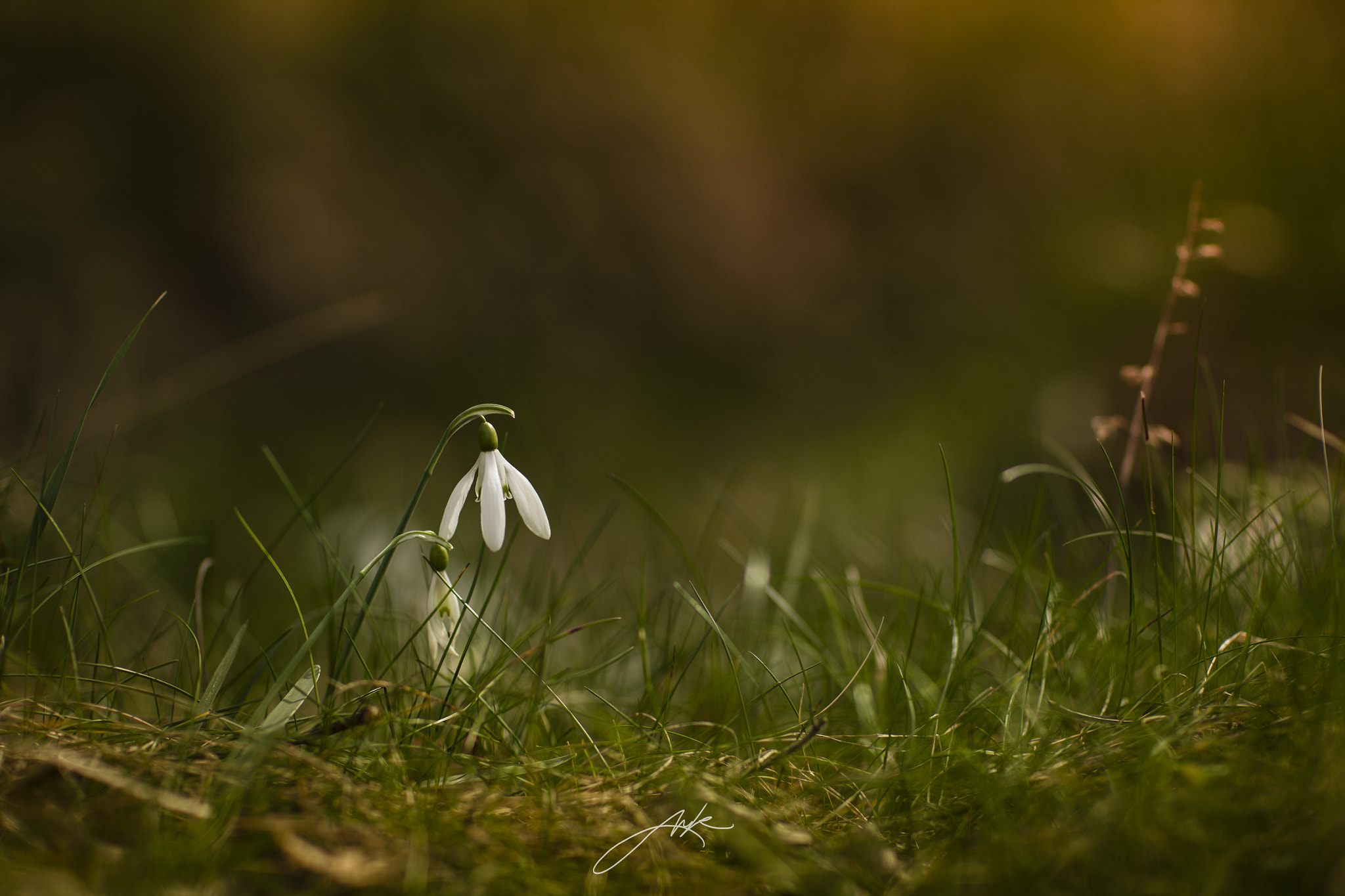 Canon EOS-1Ds Mark III + Canon EF 85mm F1.2L II USM sample photo. Snowdrops in the woods photography