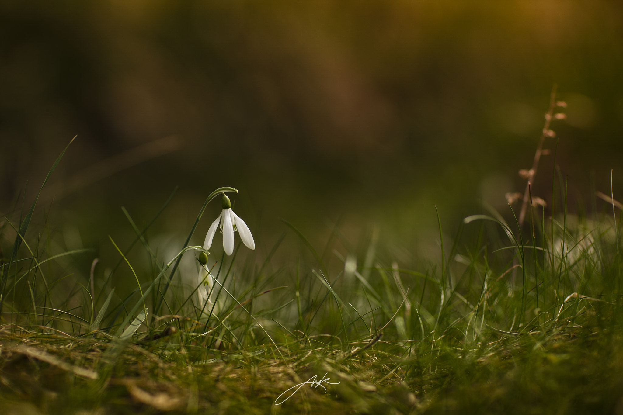 Canon EF 85mm F1.2L II USM sample photo. Snowdrops in the woods photography