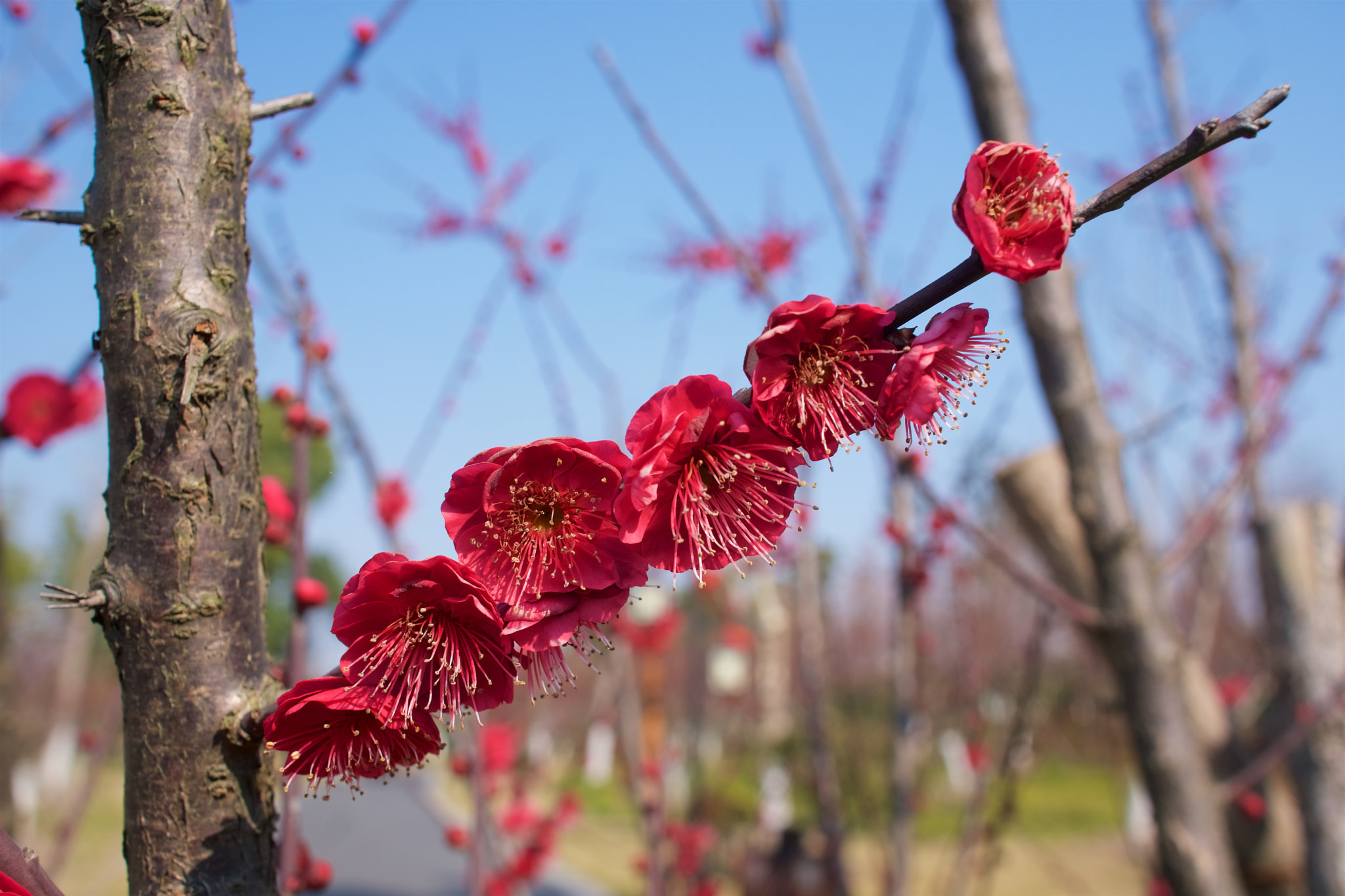 Sony Sonnar T* E 24mm F1.8 ZA sample photo. Plum photography