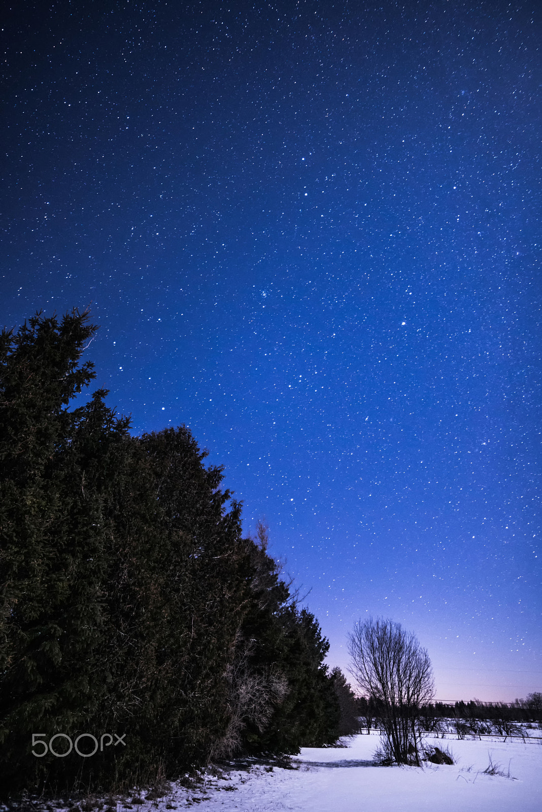 Nikon D800 sample photo. Rural winter landscape at night with trees and stars photography