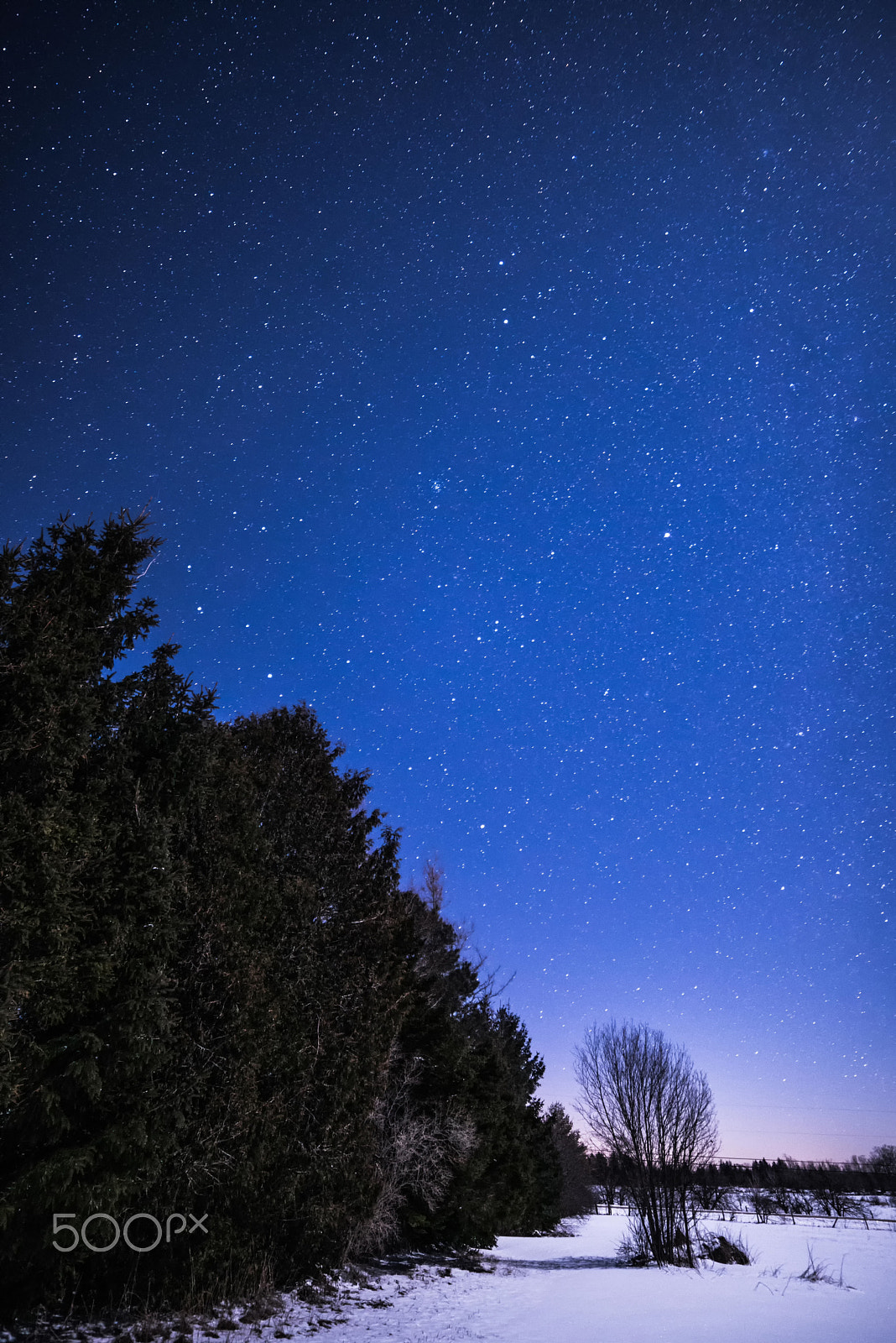 Samyang 14mm F2.8 ED AS IF UMC sample photo. Rural winter landscape at night with trees and stars photography