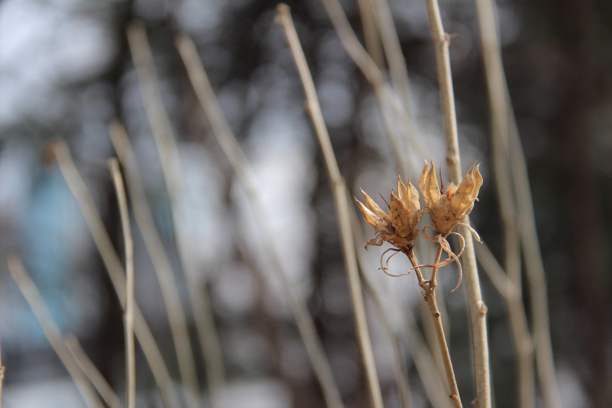 Canon EF-S 18-200mm F3.5-5.6 IS sample photo. 봄을기다리며`````` photography