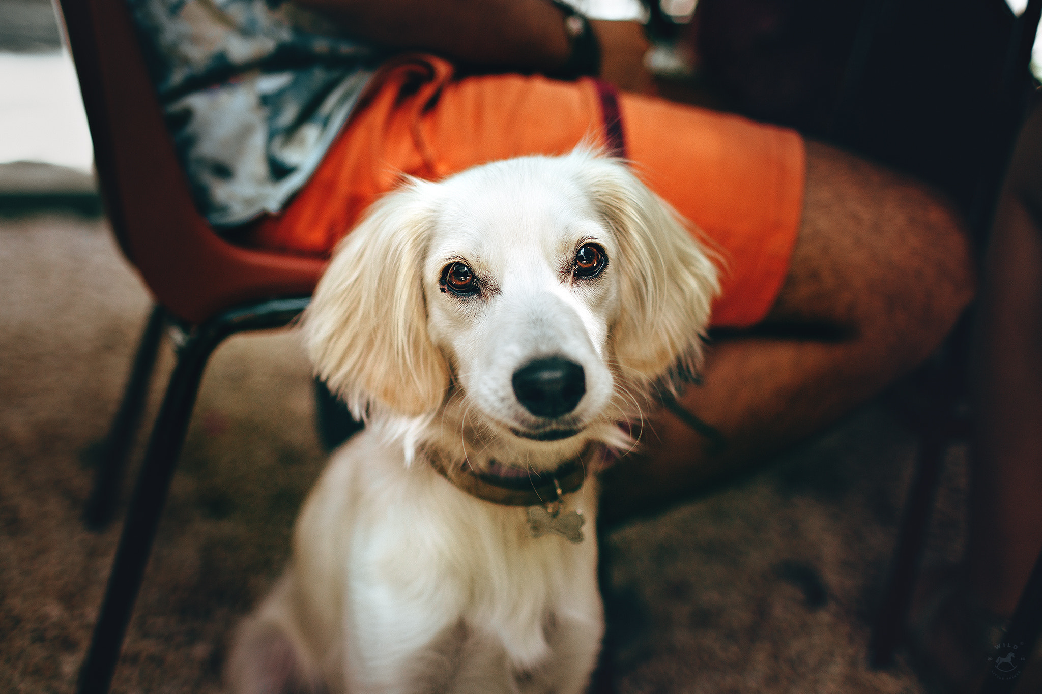 Canon EOS 6D + Canon EF 35mm F1.4L USM sample photo. Phoebe the smelly dog photography