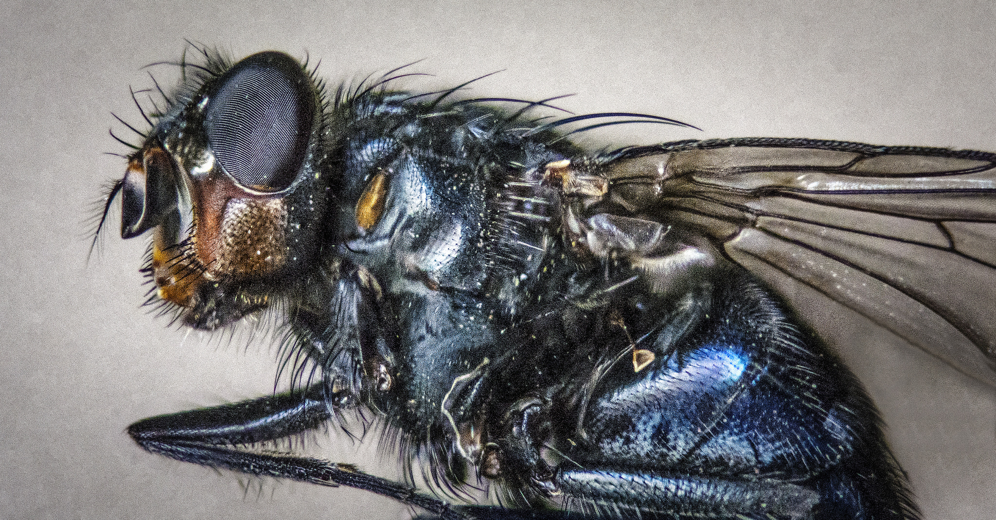 Sigma 105mm F2.8 EX DG OS HSM sample photo. Fly (lateral view) photography