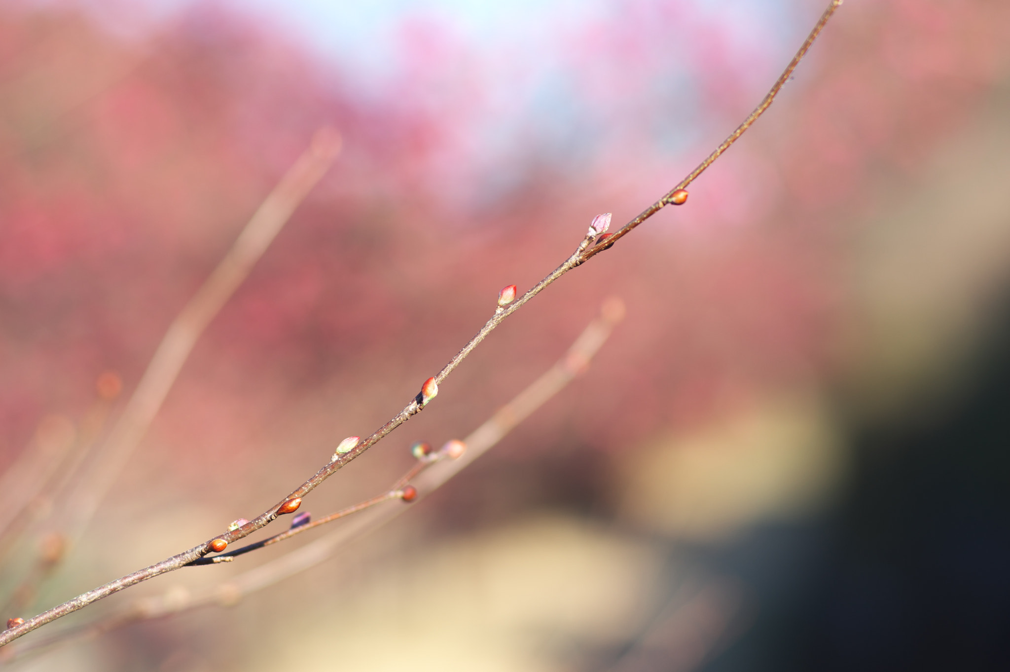Pentax smc FA 77mm 1.8 Limited sample photo. Just waiting..... photography