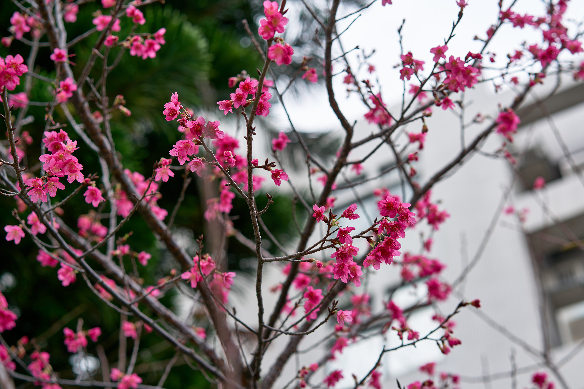 Sony a7R II + Sony Sonnar T* FE 55mm F1.8 ZA sample photo. Dsc04490 1.jpg photography