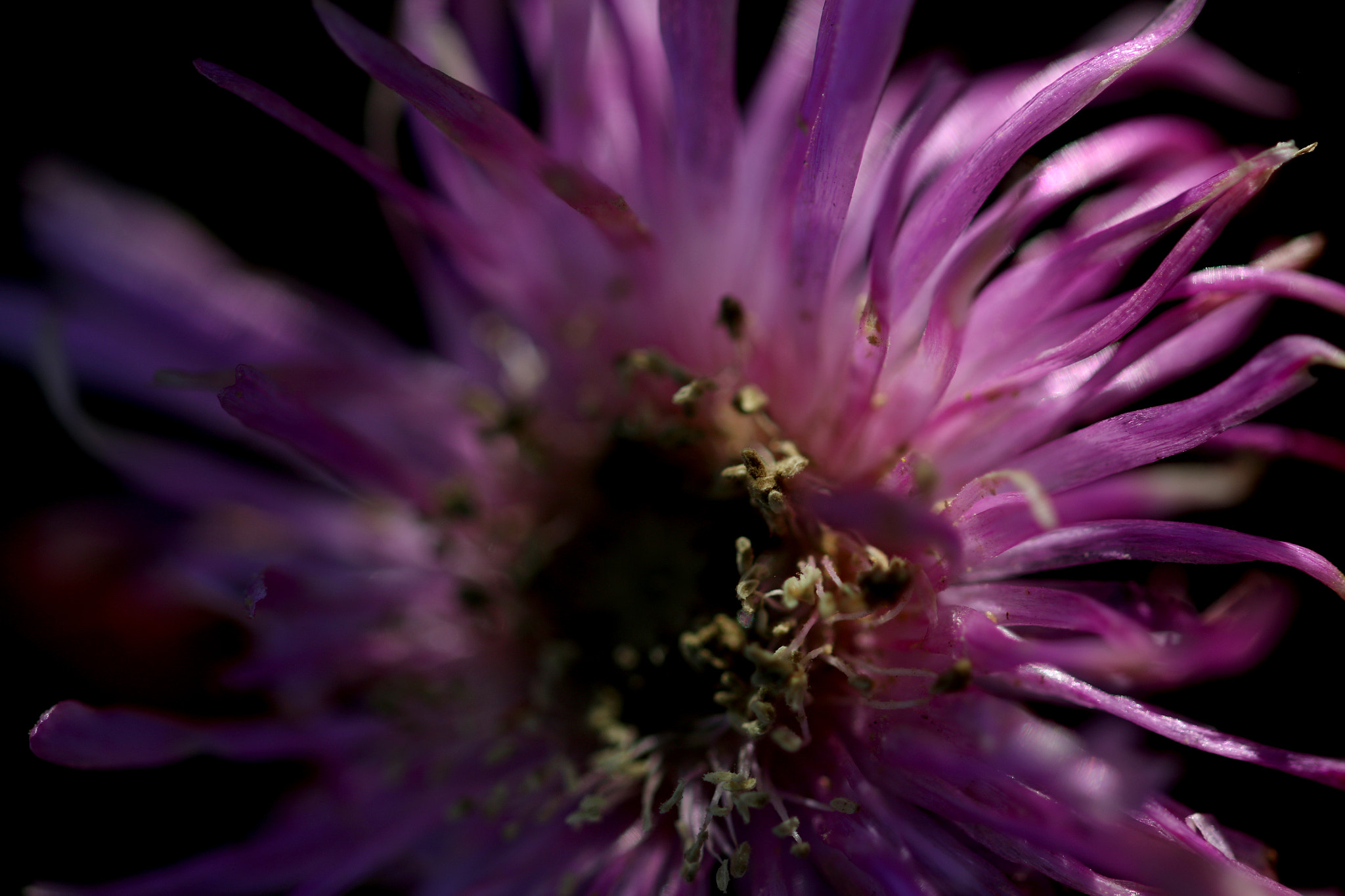 Sigma 105mm F2.8 EX DG OS HSM sample photo. Pink light petals photography