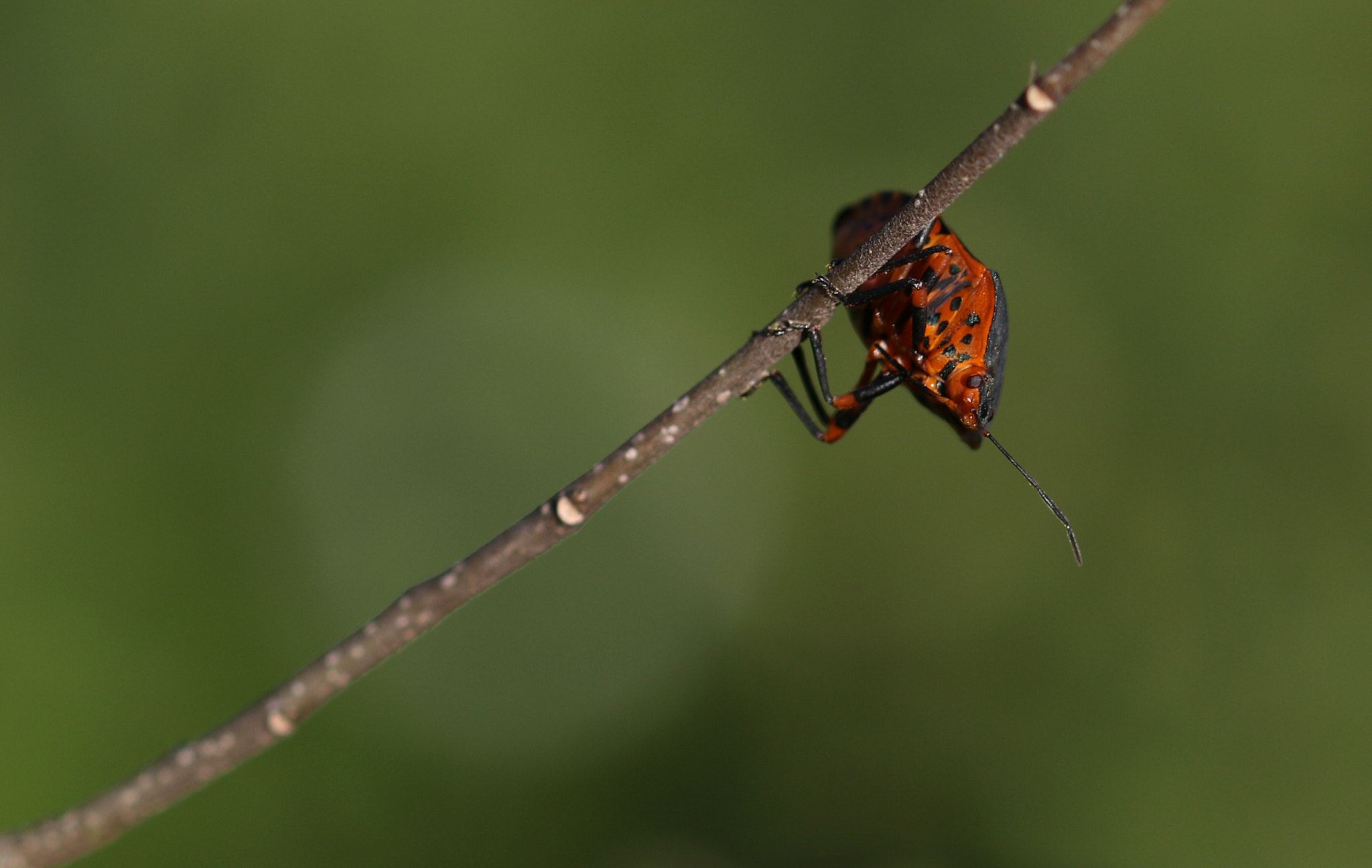 Canon EOS 7D Mark II + Sigma 105mm F2.8 EX DG OS HSM sample photo. Not a pretty bug photography