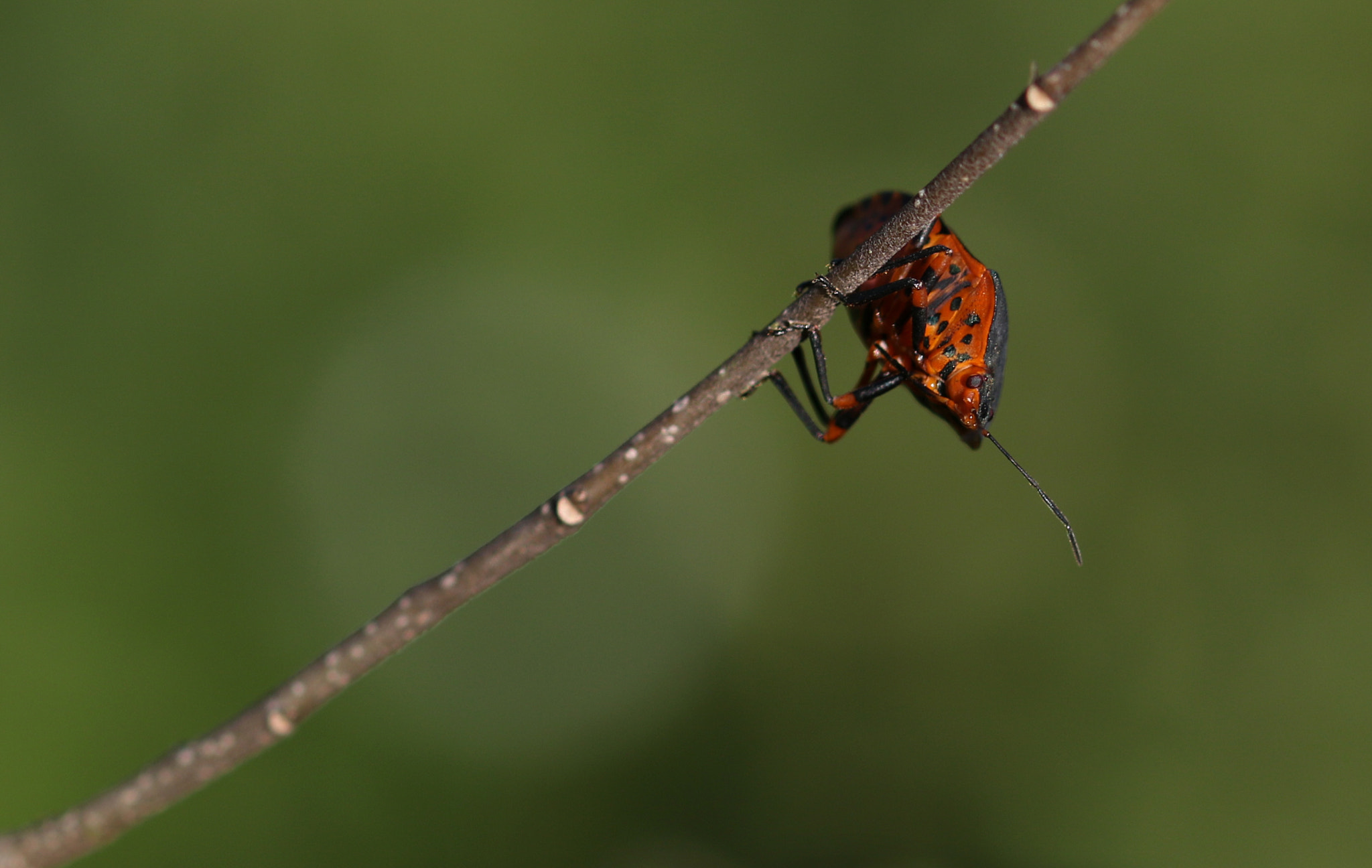 Sigma 105mm F2.8 EX DG OS HSM sample photo. Not a pretty bug photography