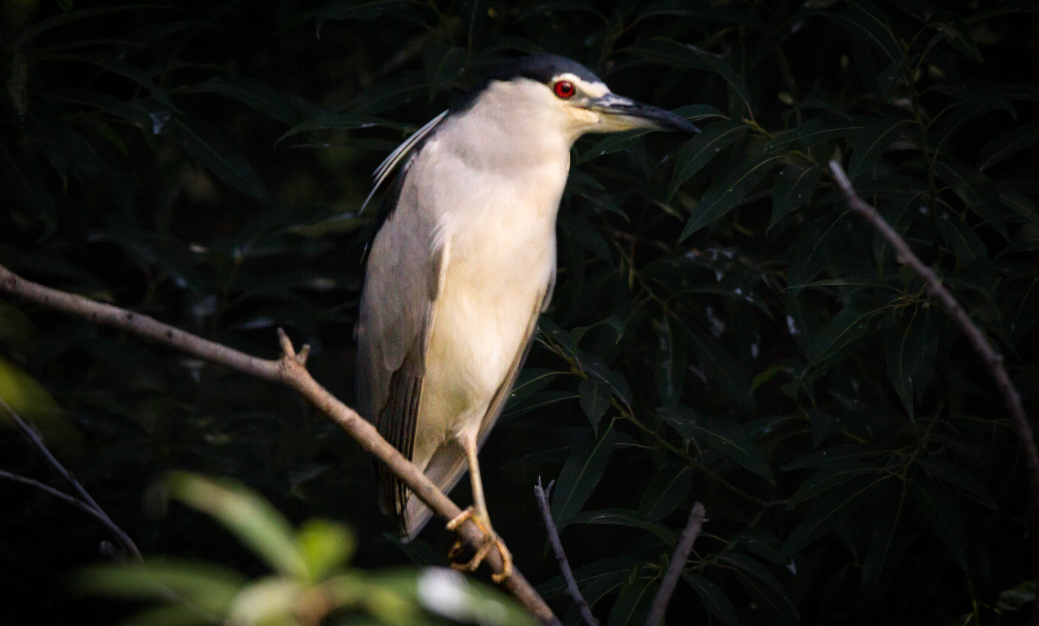 Tamron SP 150-600mm F5-6.3 Di VC USD sample photo. Animals photography