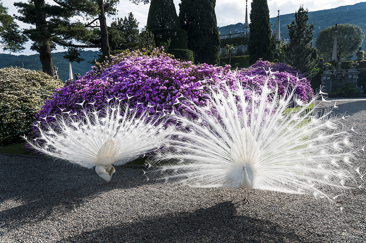 Nikon D300S sample photo. Two white peacocks in isola bella island photography