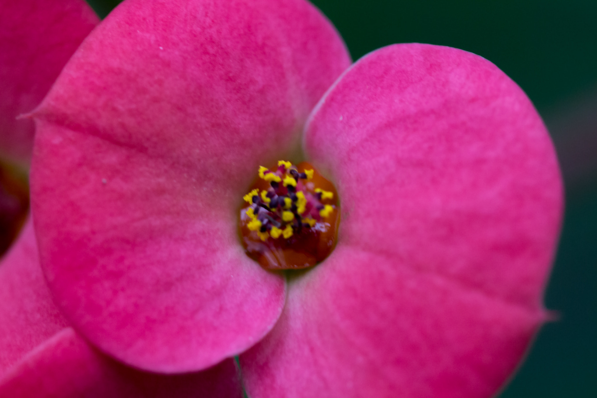 Canon EOS 700D (EOS Rebel T5i / EOS Kiss X7i) + Canon EF 100mm F2.8L Macro IS USM sample photo. Orchidee photography