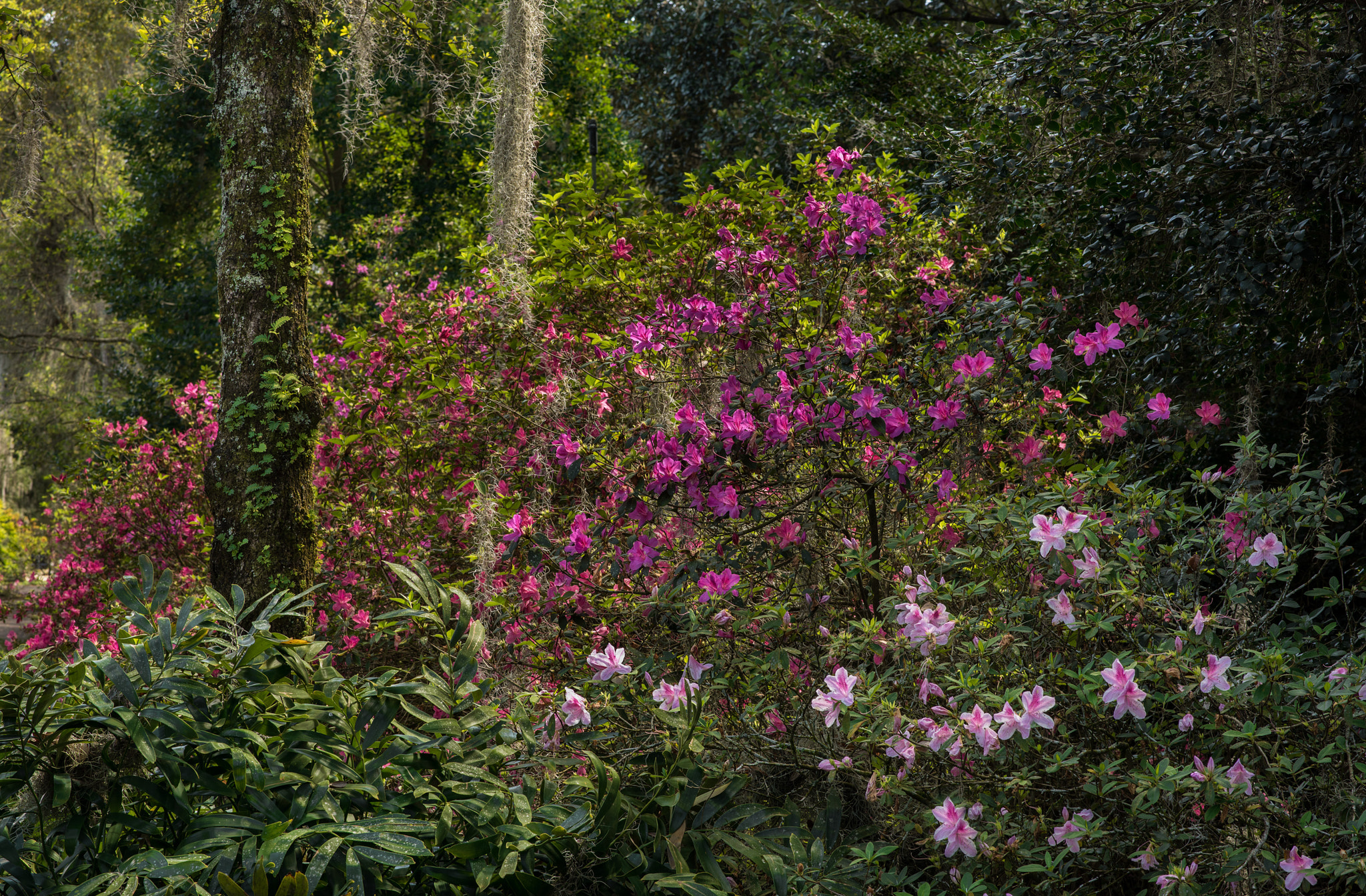 Nikon D810 + Nikon AF-S Nikkor 85mm F1.8G sample photo. Azaleas photography