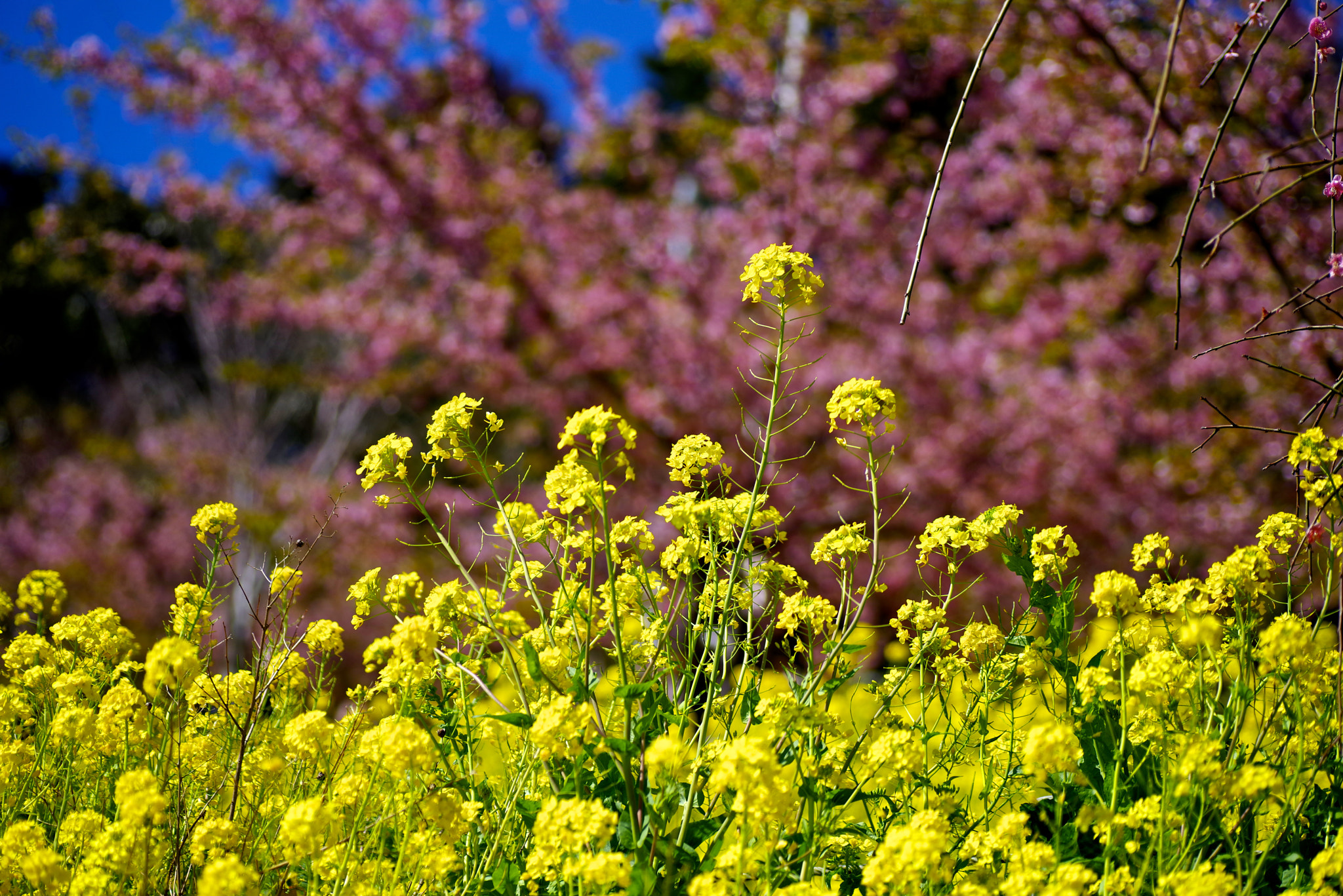 Pentax K-1 + Tamron SP AF 90mm F2.8 Di Macro sample photo. Filed mustard photography