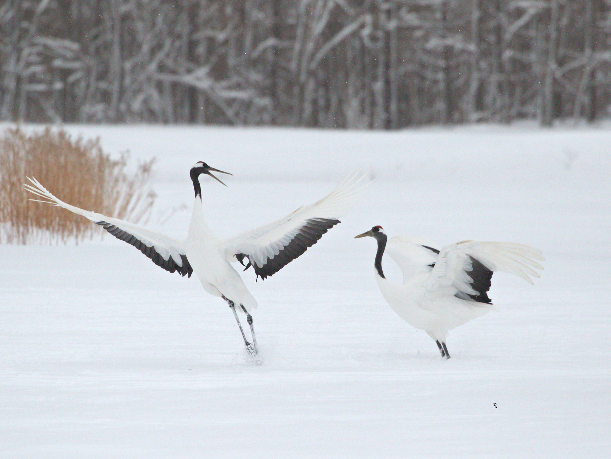 Canon EF 70-300mm F4-5.6L IS USM sample photo. ~dance~ photography