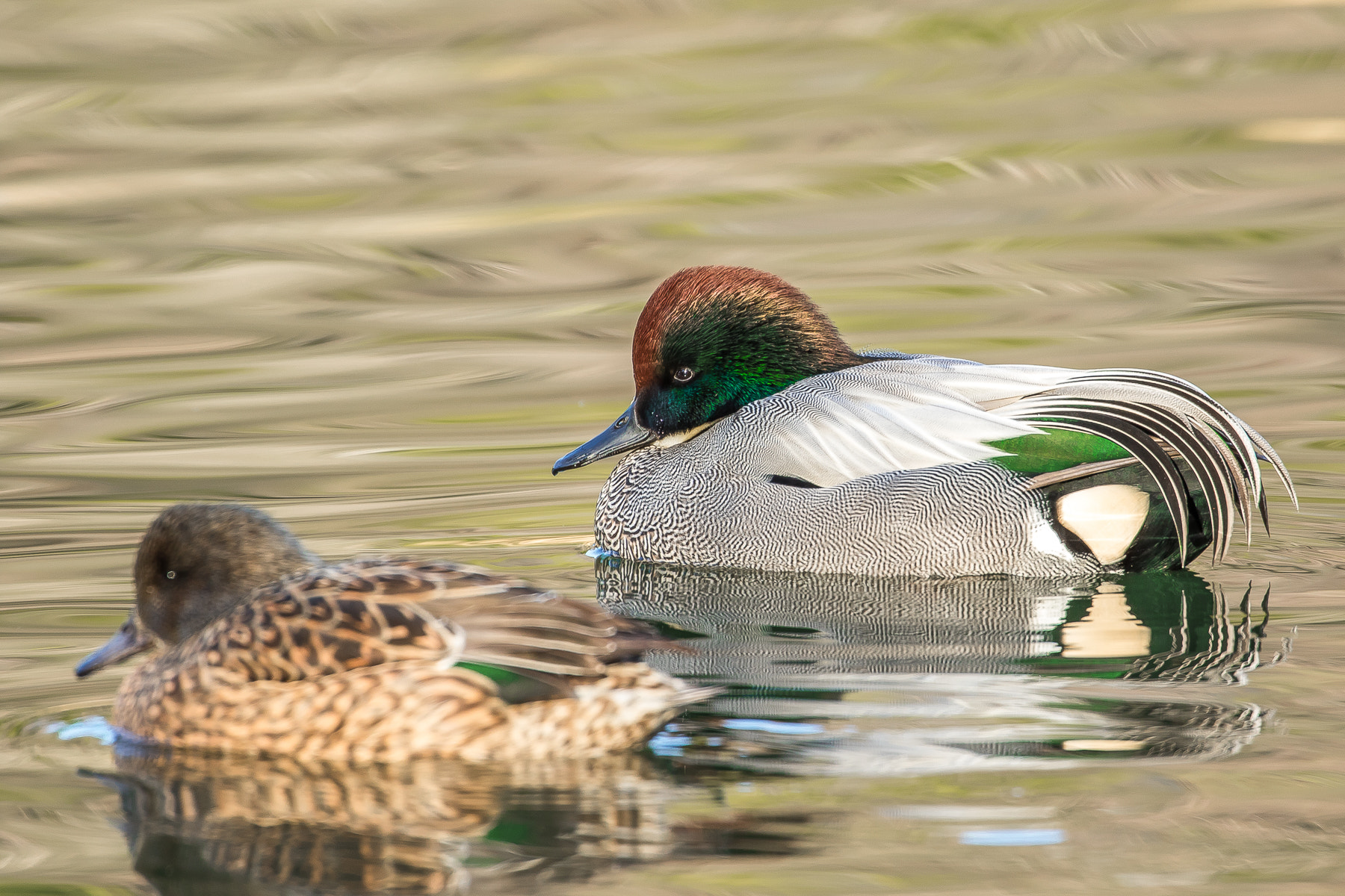 Canon EF 500mm F4L IS USM sample photo. Falcated duck photography