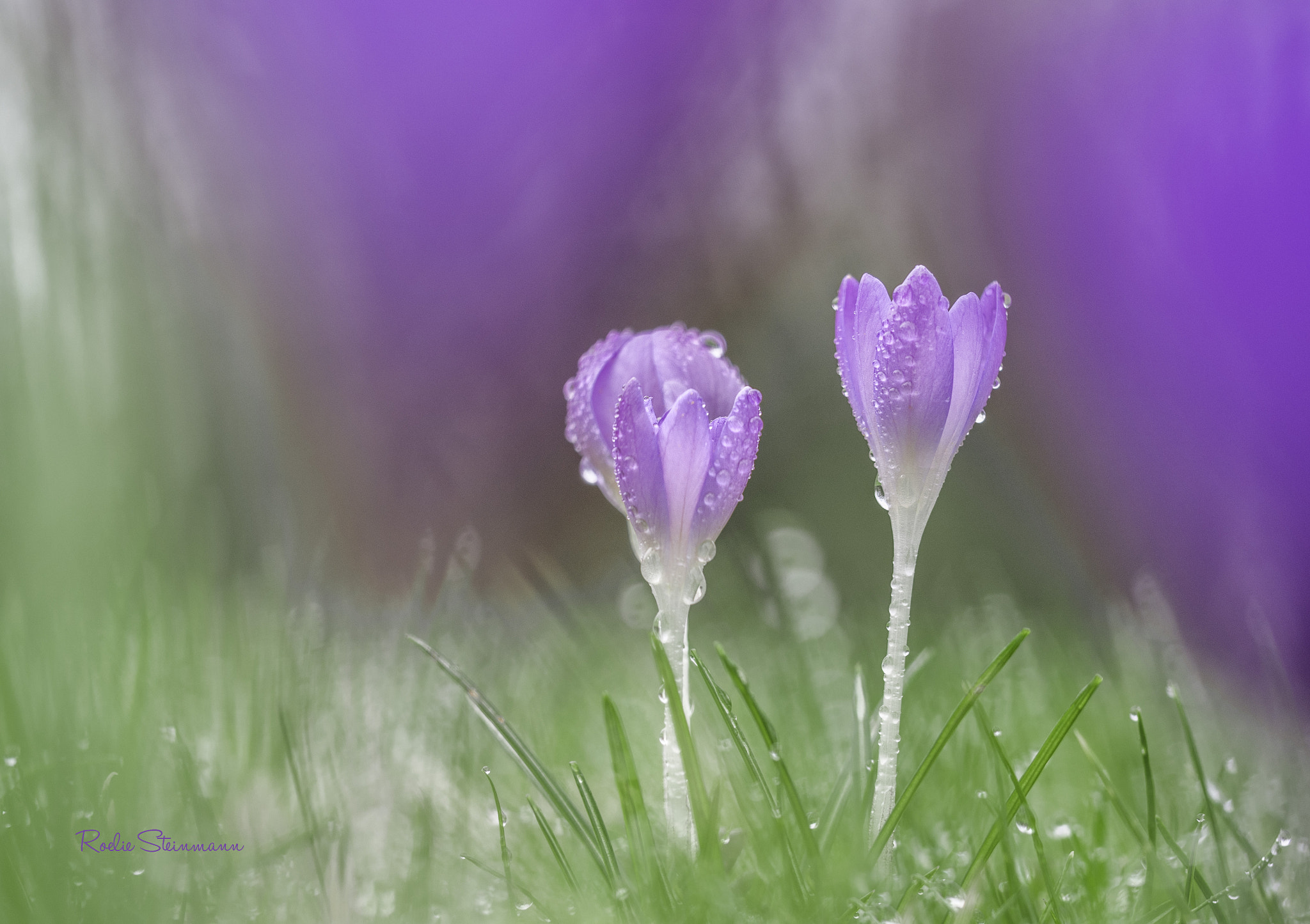 Olympus M.Zuiko Digital ED 60mm F2.8 Macro sample photo. Purple rain photography