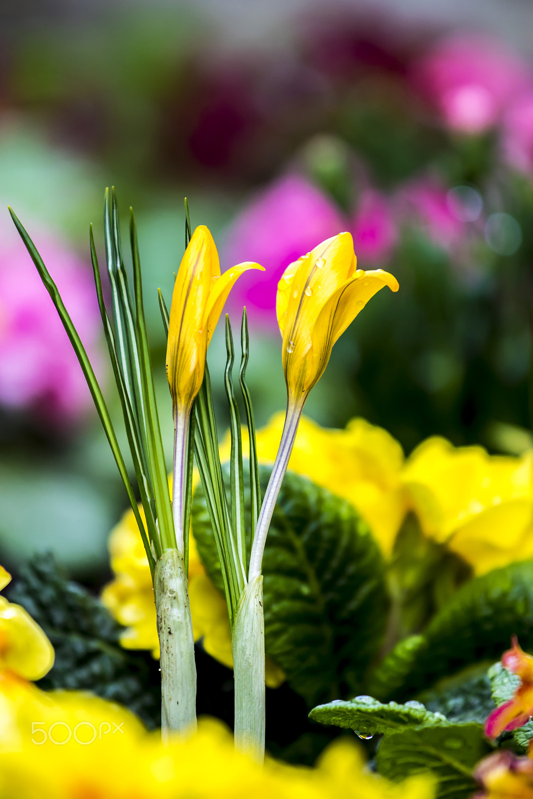 Canon EF 70-200mm F4L IS USM sample photo. Flowers photography
