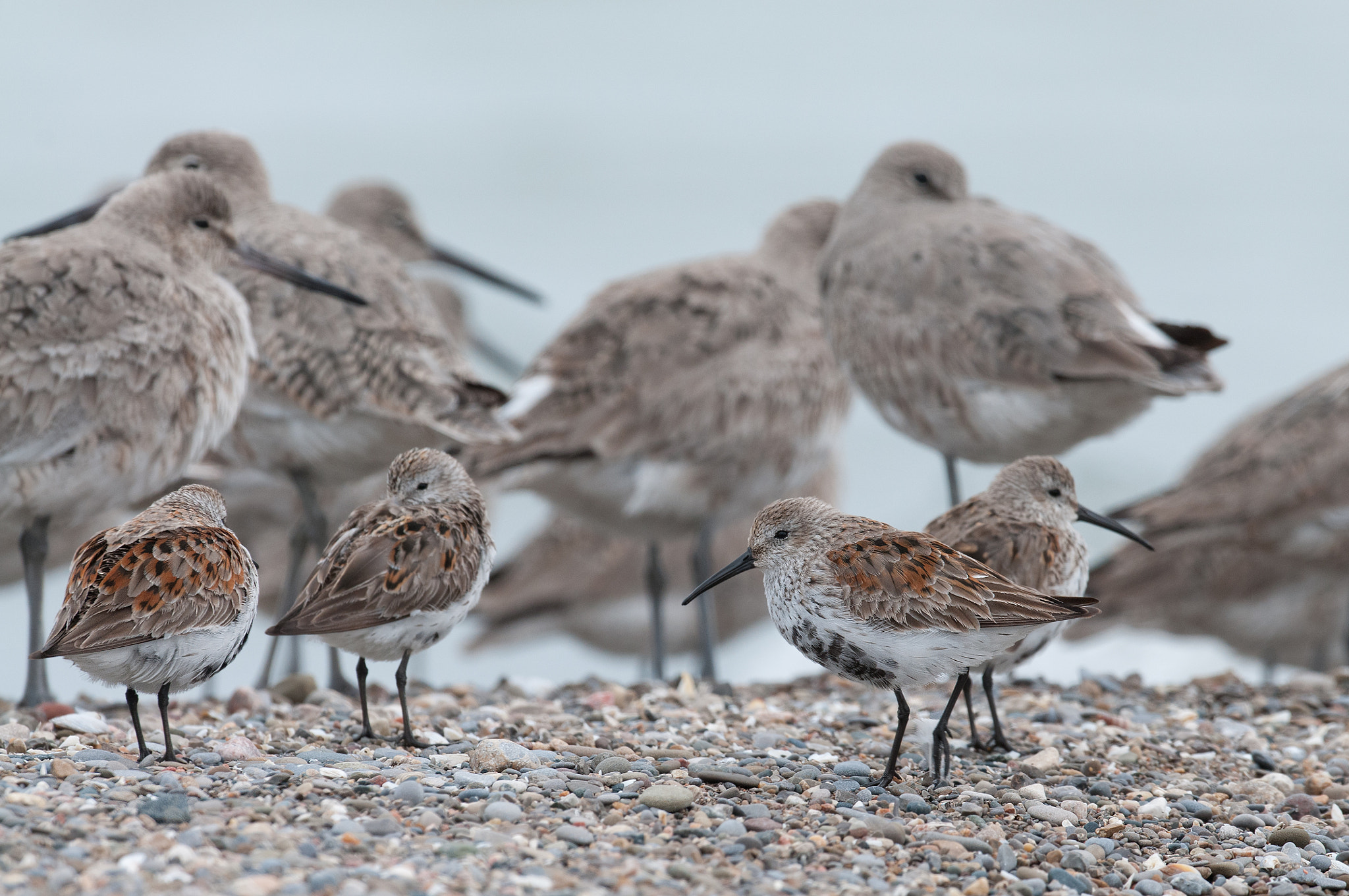 Nikon D300S + Nikon AF-S Nikkor 500mm F4G ED VR sample photo. Bécasseau variable calidris alpina dunlin photography