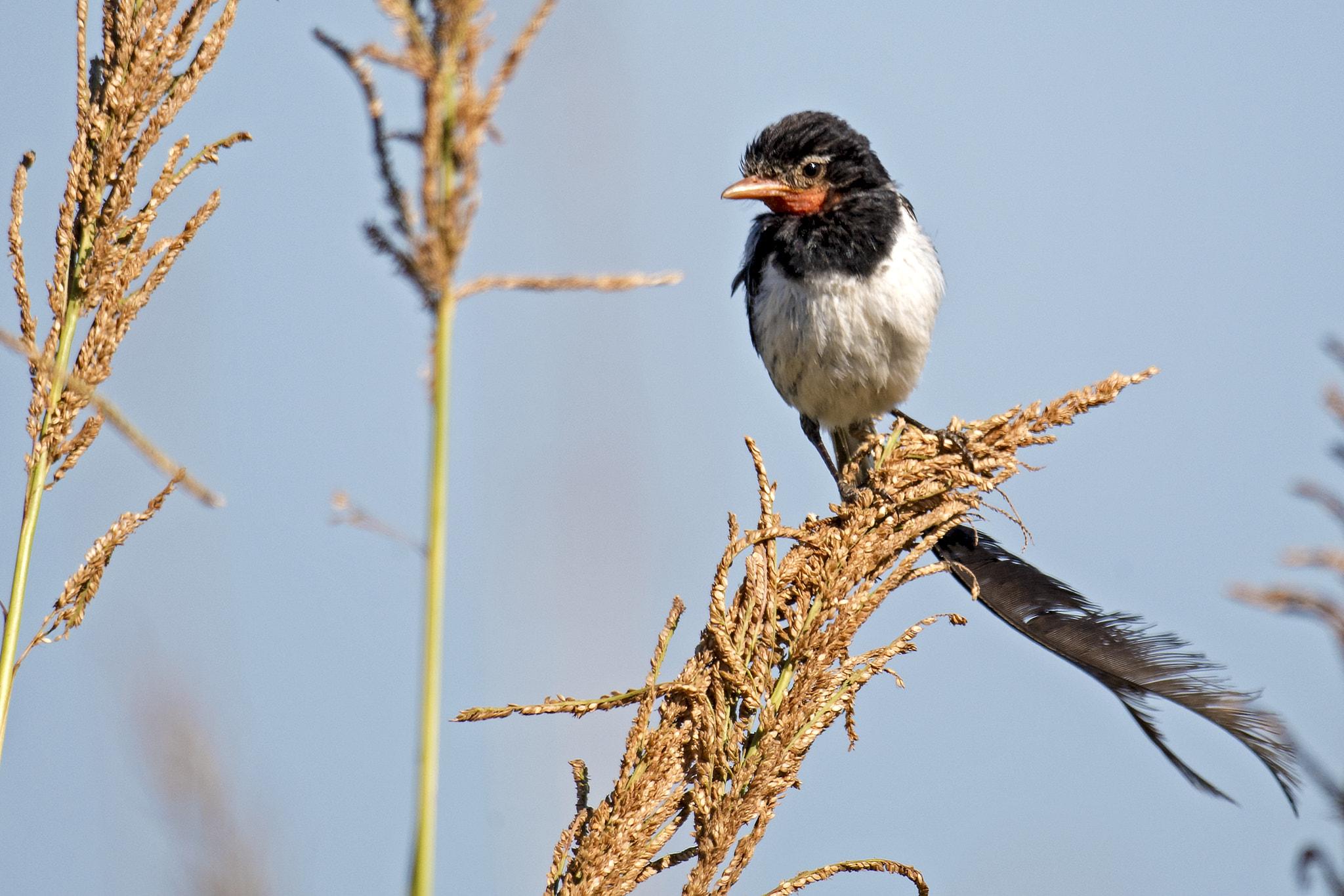 Nikon D5 + Nikon AF-S Nikkor 800mm F5.6E FL ED VR sample photo. Strange-tailed tyrant photography