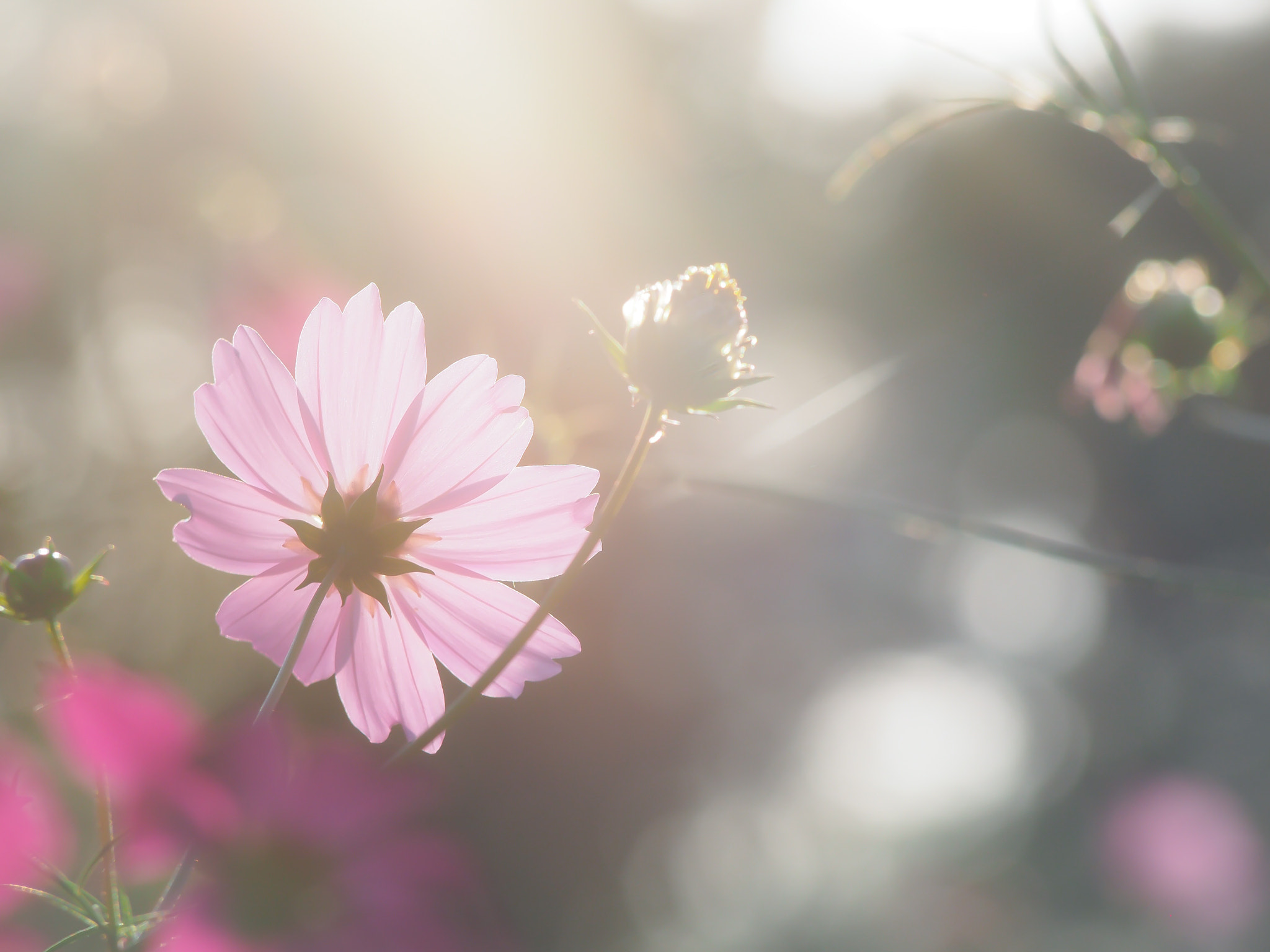 Olympus PEN E-PL6 sample photo. Untitled photography