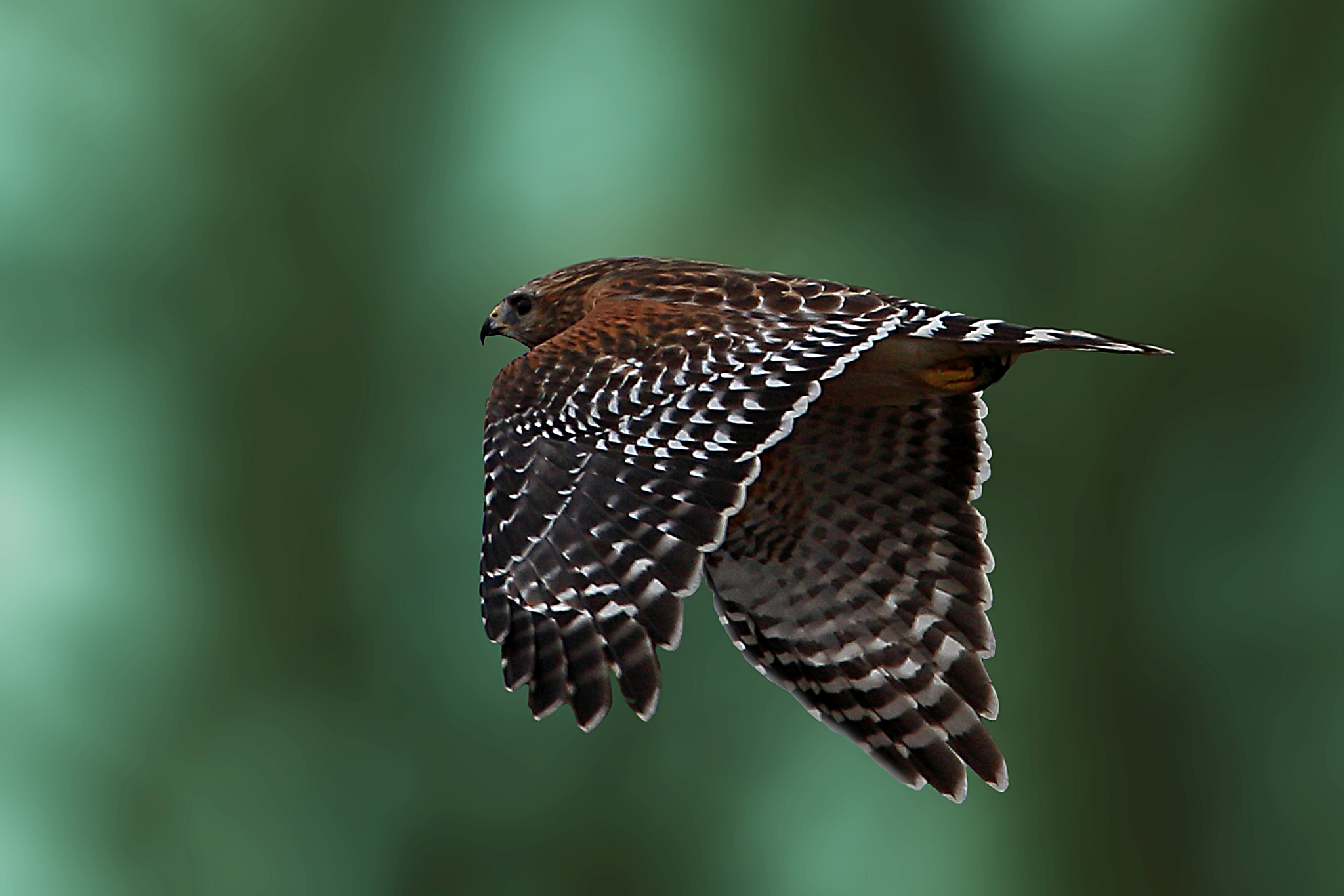 Tamron SP 150-600mm F5-6.3 Di VC USD sample photo. F photography