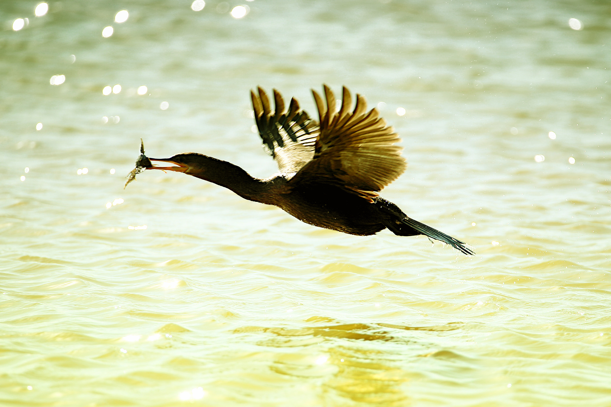 Tamron SP 150-600mm F5-6.3 Di VC USD sample photo. Iv photography