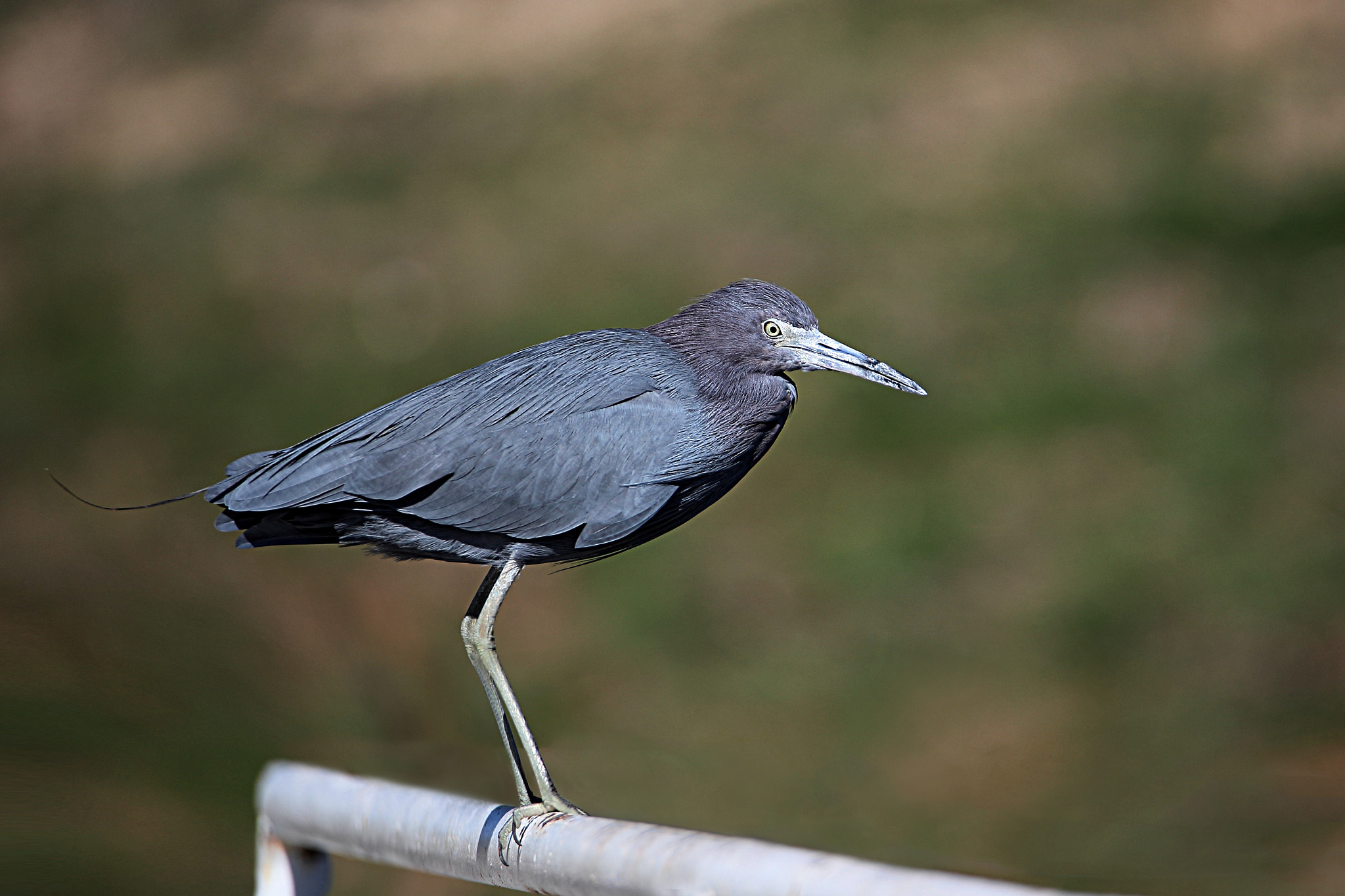 Tamron SP 150-600mm F5-6.3 Di VC USD sample photo. Iv photography
