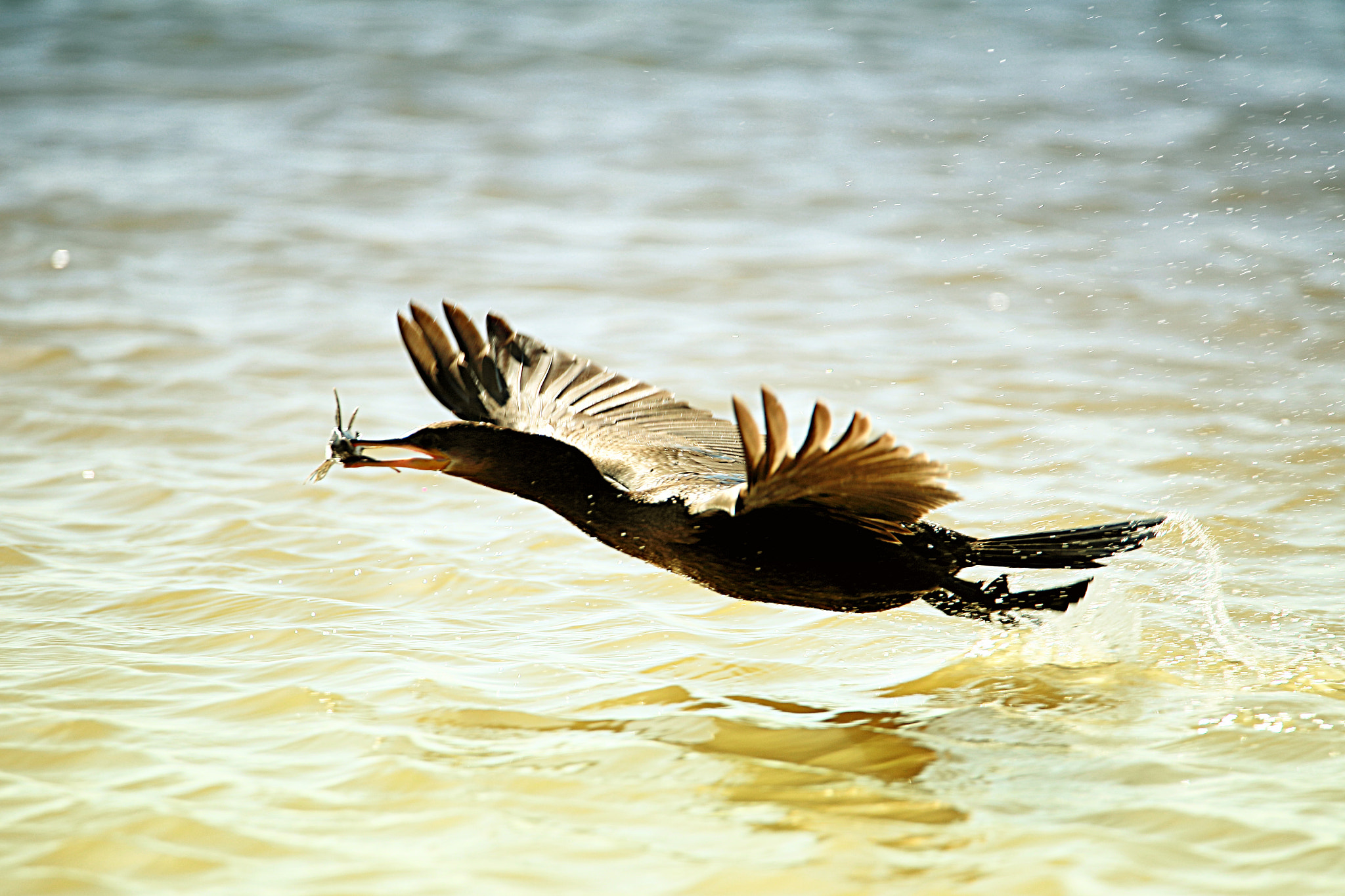 Tamron SP 150-600mm F5-6.3 Di VC USD sample photo. Iv photography