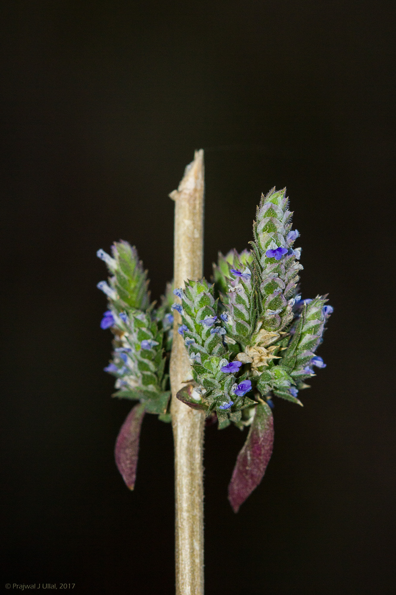 Canon EF 100mm F2.8 Macro USM sample photo. Tiny forms of life photography