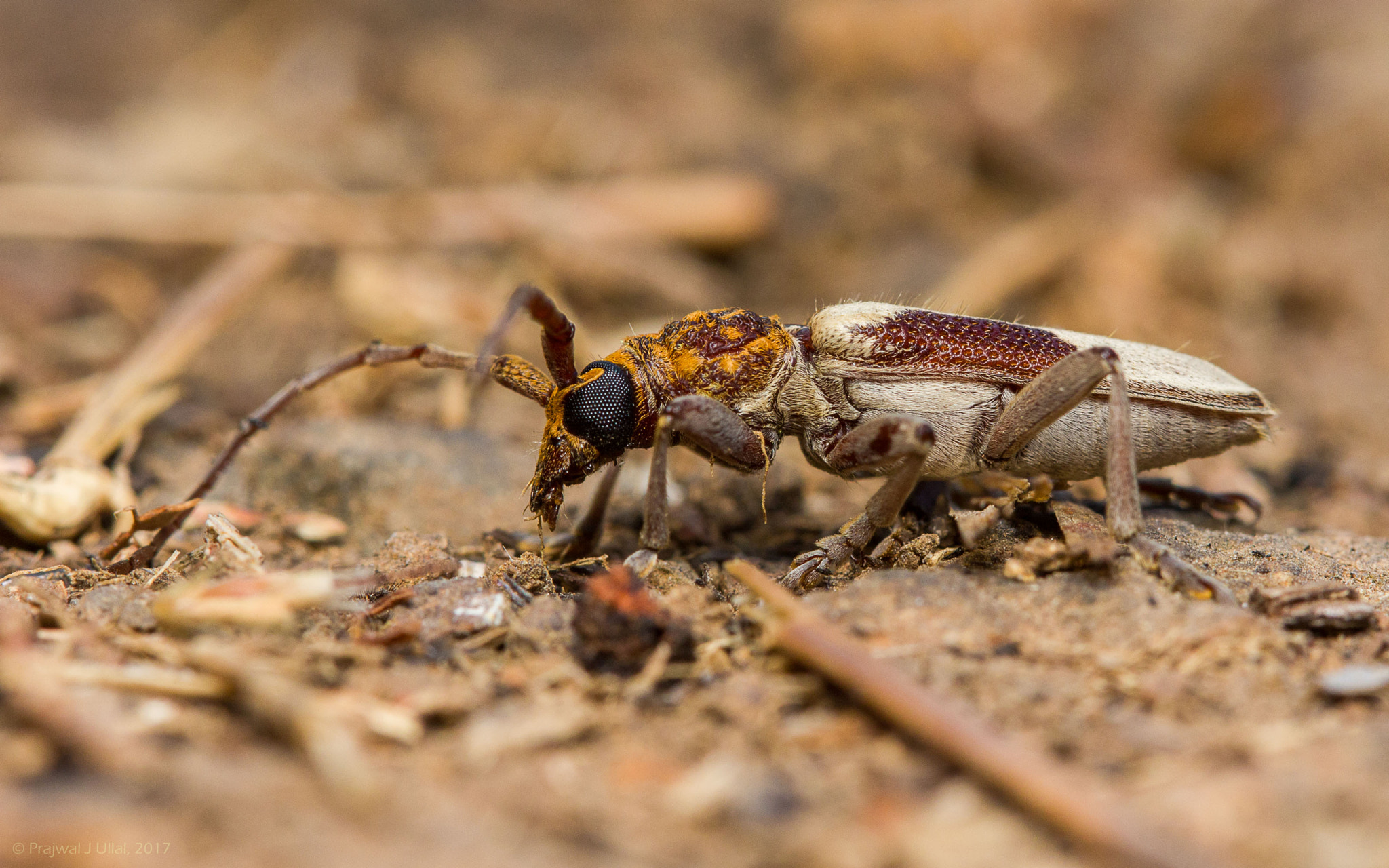 Canon EF 100mm F2.8 Macro USM sample photo. The horned borer photography
