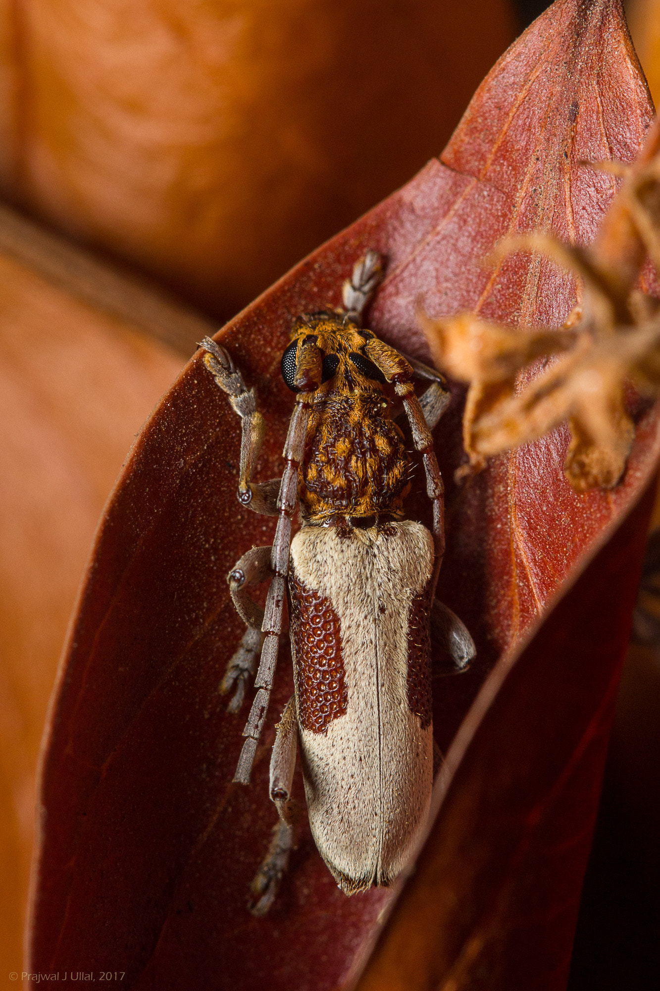 Canon EF 100mm F2.8 Macro USM sample photo. Blending in photography