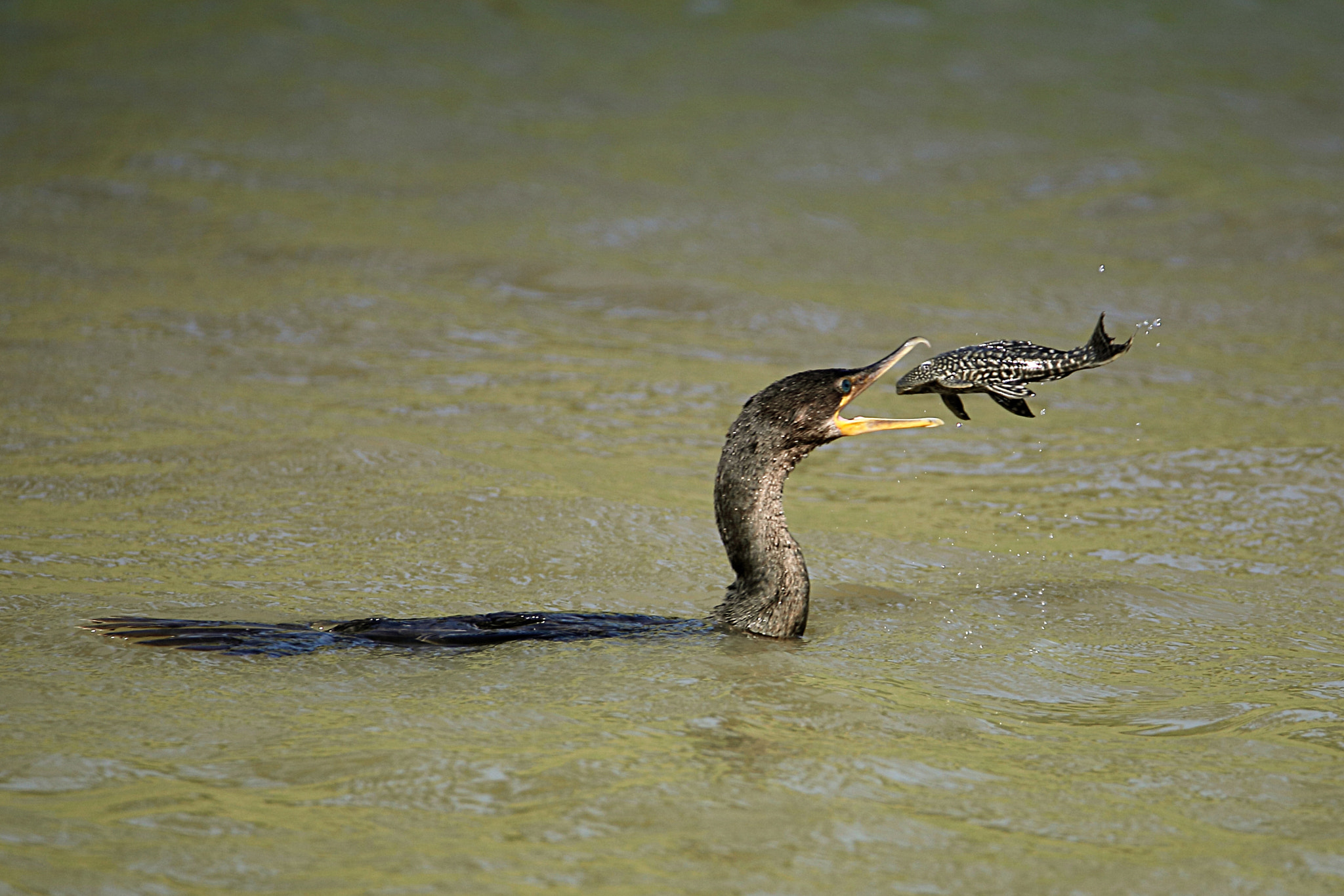 Tamron SP 150-600mm F5-6.3 Di VC USD sample photo. Iv photography