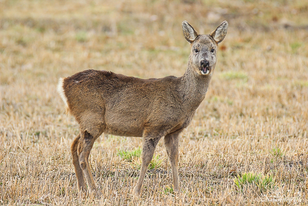 Tamron SP 150-600mm F5-6.3 Di VC USD sample photo. Reh photography
