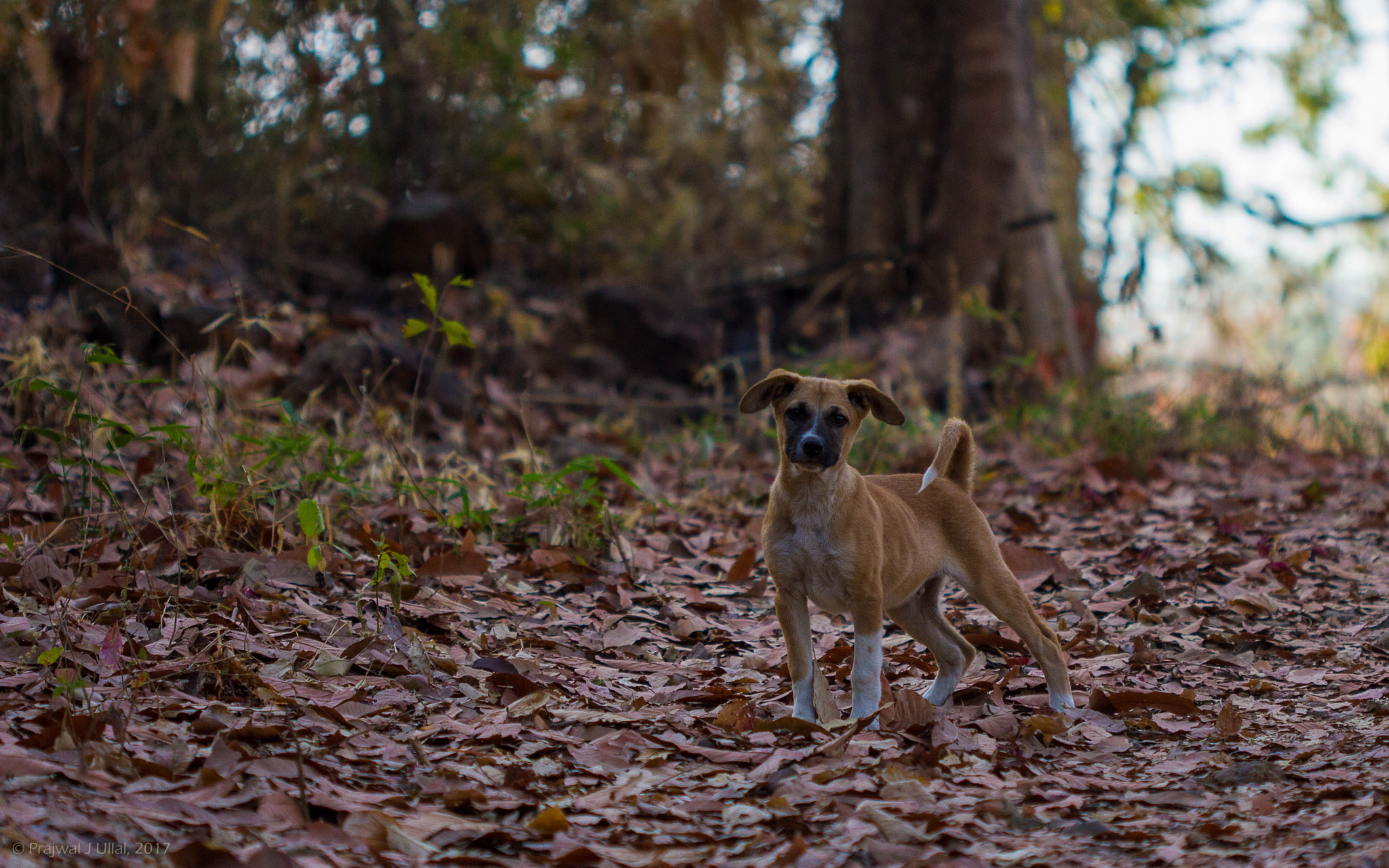 Canon EF 100mm F2.8 Macro USM sample photo. Did u call me? photography