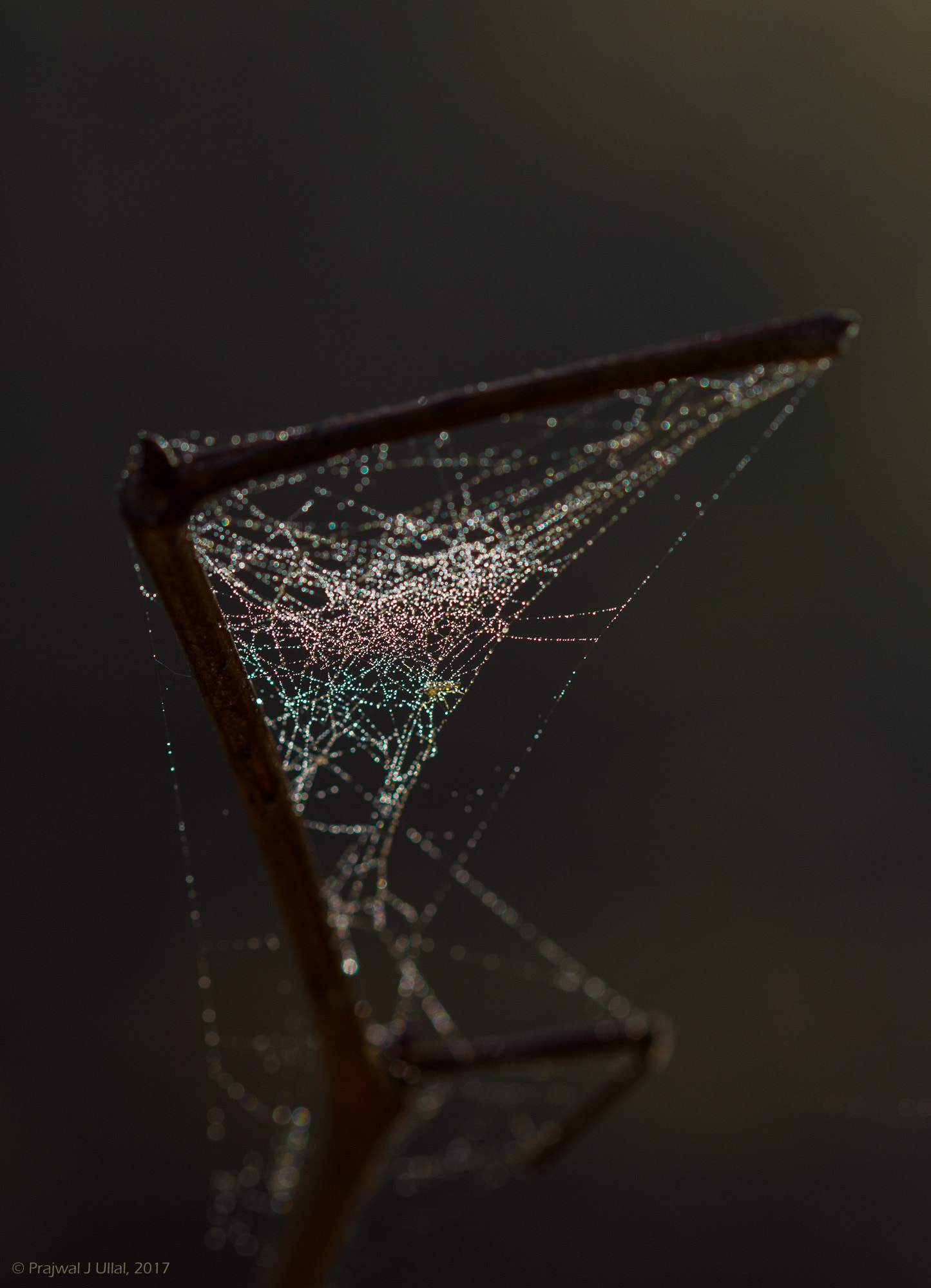 Canon EF 100mm F2.8 Macro USM sample photo. The rainbow photography