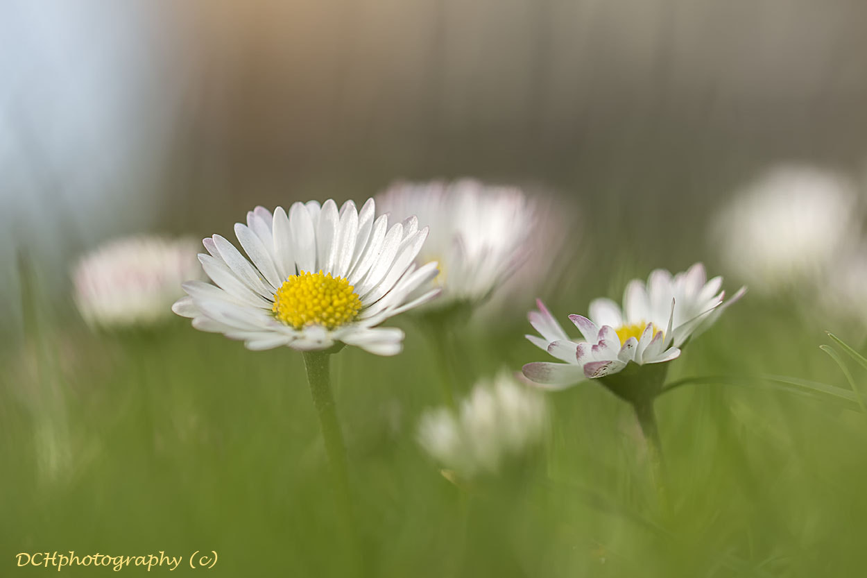 Canon EF 100mm F2.8L Macro IS USM sample photo. Spring is coming photography