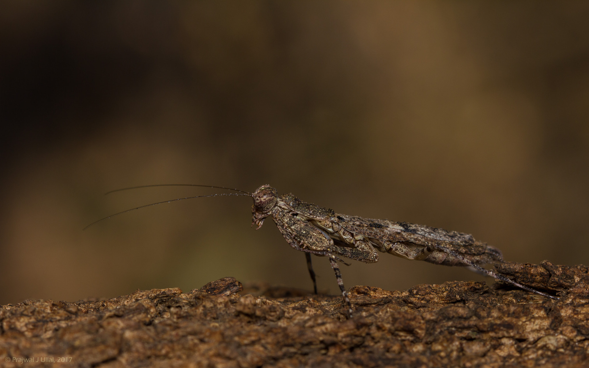 Canon EF 100mm F2.8 Macro USM sample photo. Standing tall photography