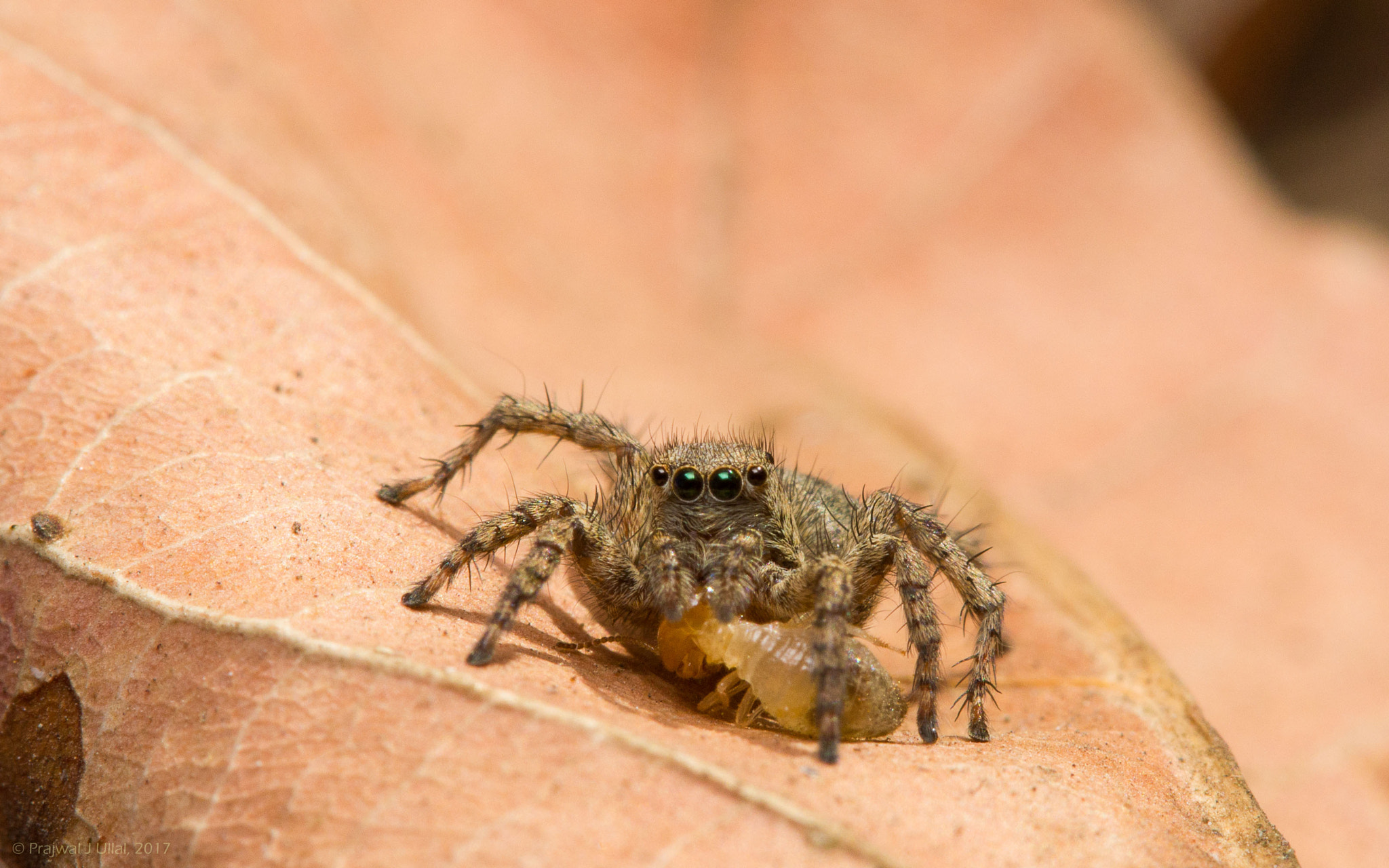 Canon EF 100mm F2.8 Macro USM sample photo. Feasting time photography