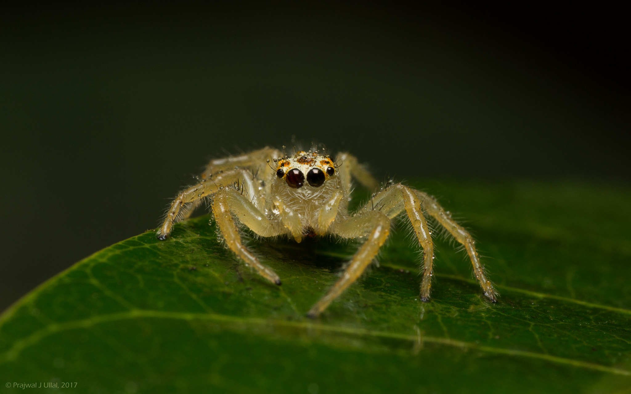 Canon EF 100mm F2.8 Macro USM sample photo. On a look out photography