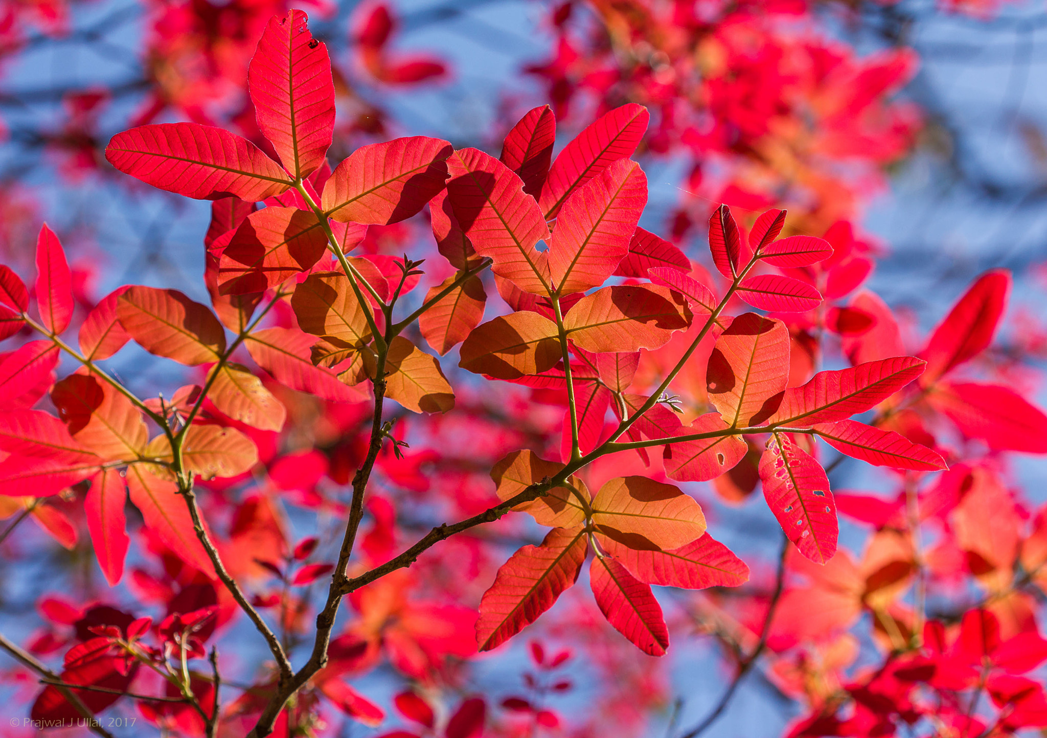 Canon EF 100mm F2.8 Macro USM sample photo. The red ebauty photography